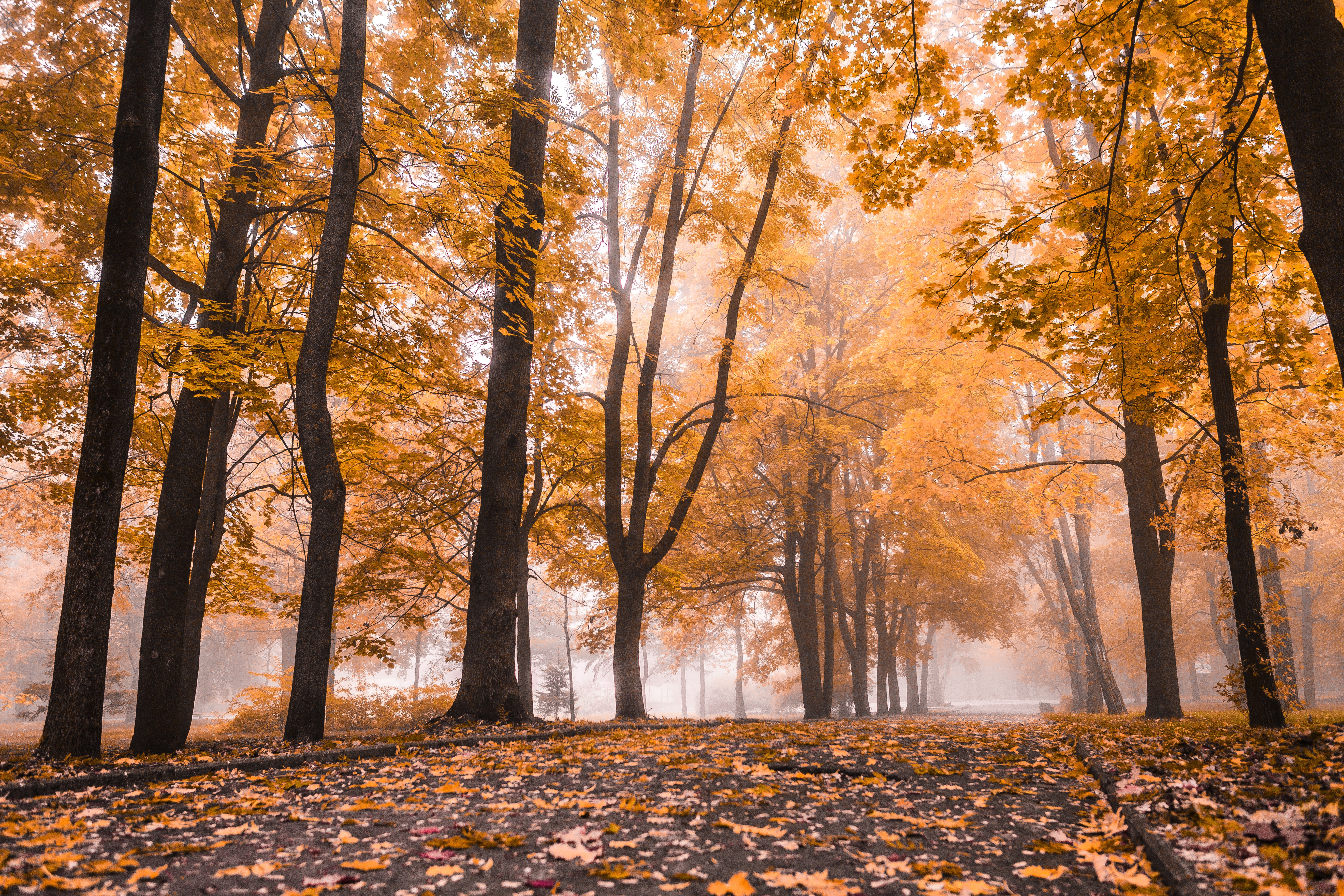 Free photo Fog in autumn park