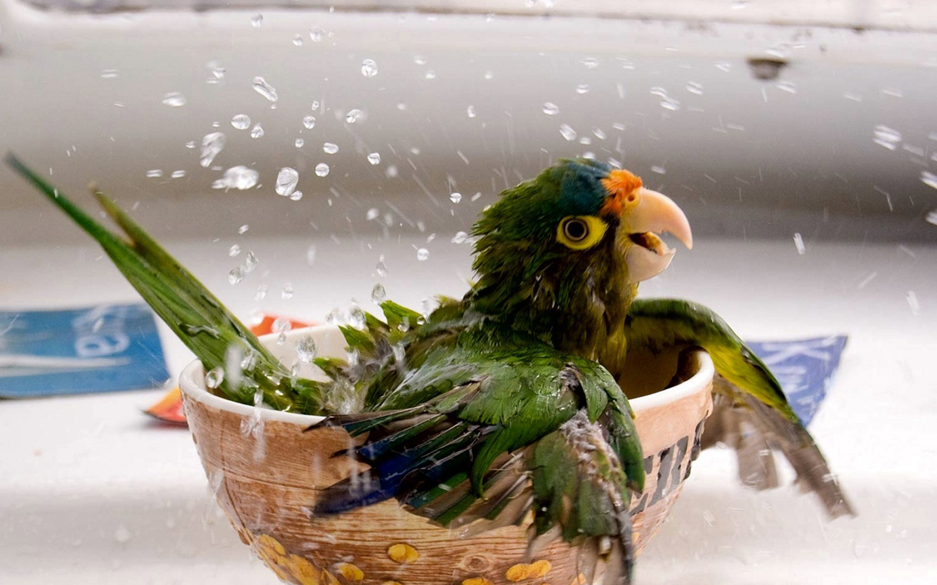 一只绿色的鹦鹉在浴缸里洗澡。