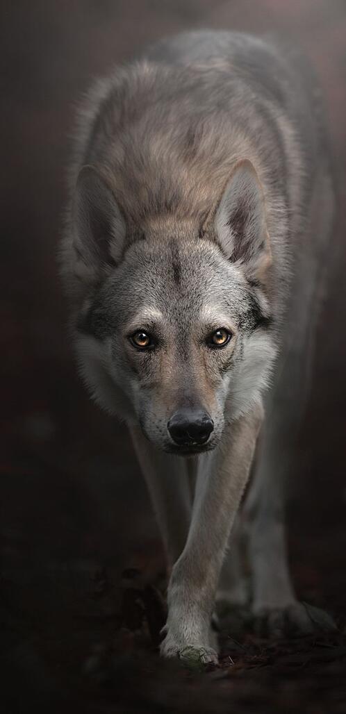 Обои хищник собаки волк на рабочий стол