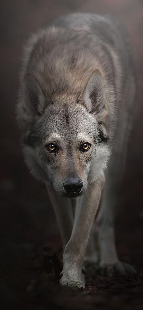 Обои хищник собаки волк на рабочий стол