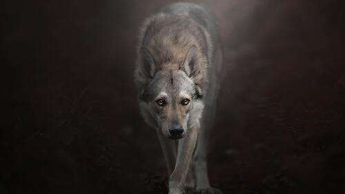 Обои хищник собаки волк на рабочий стол