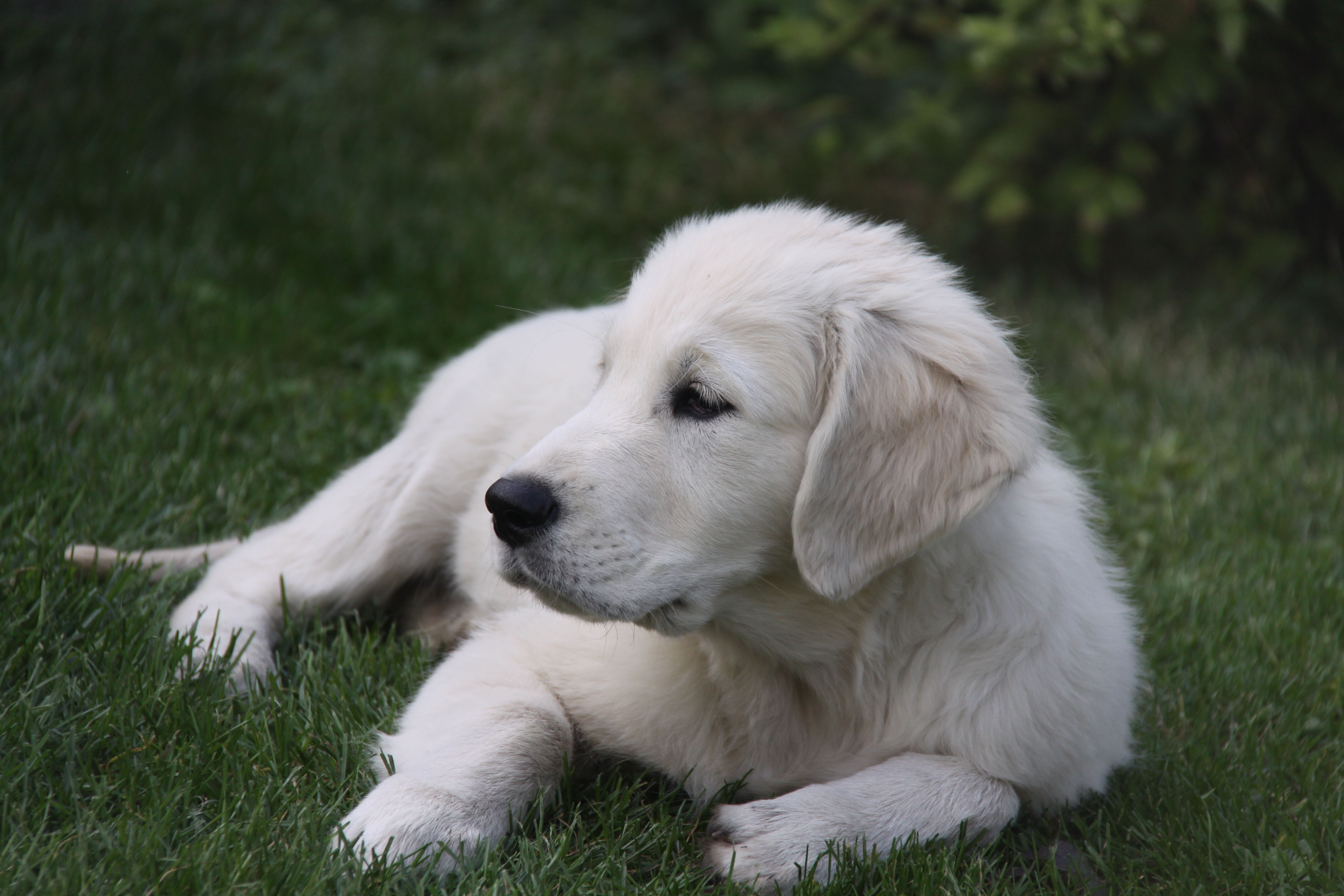 Free photo White fluffy Slovak kuvak puppy.