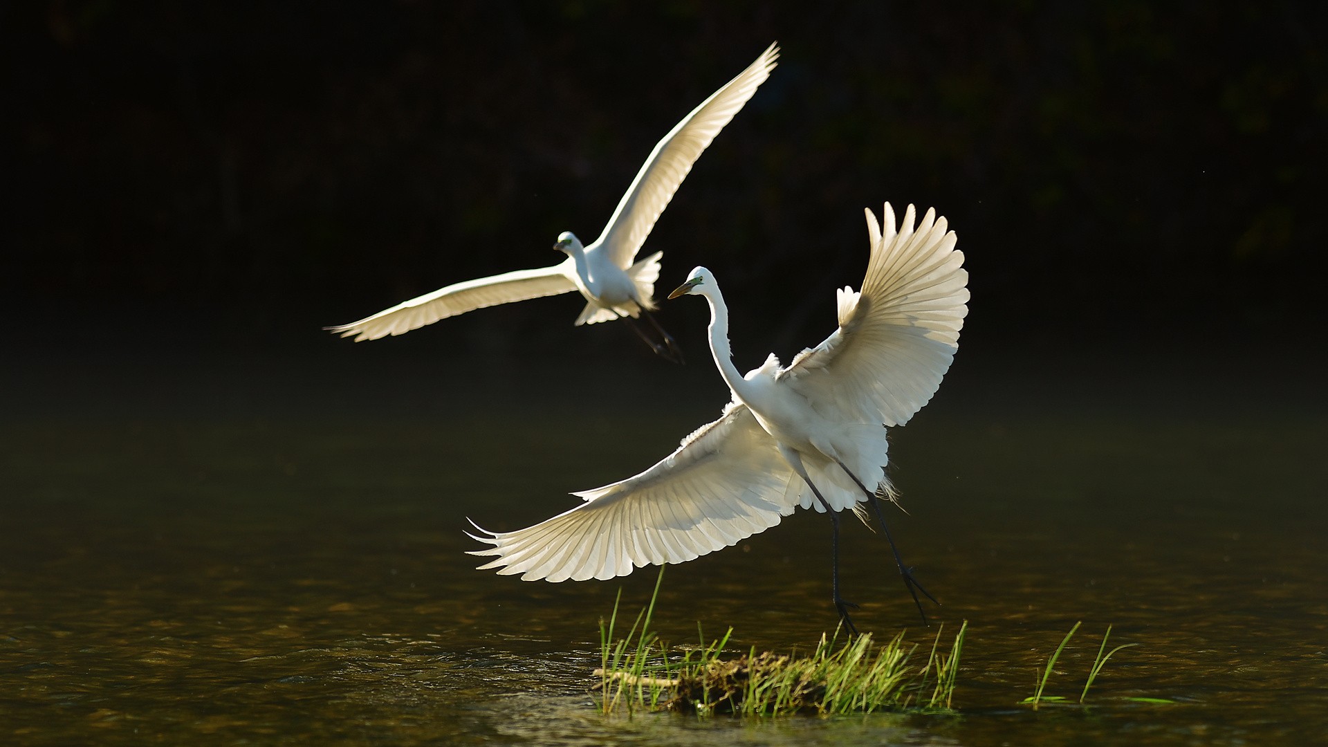 Two herons soaring over the water
