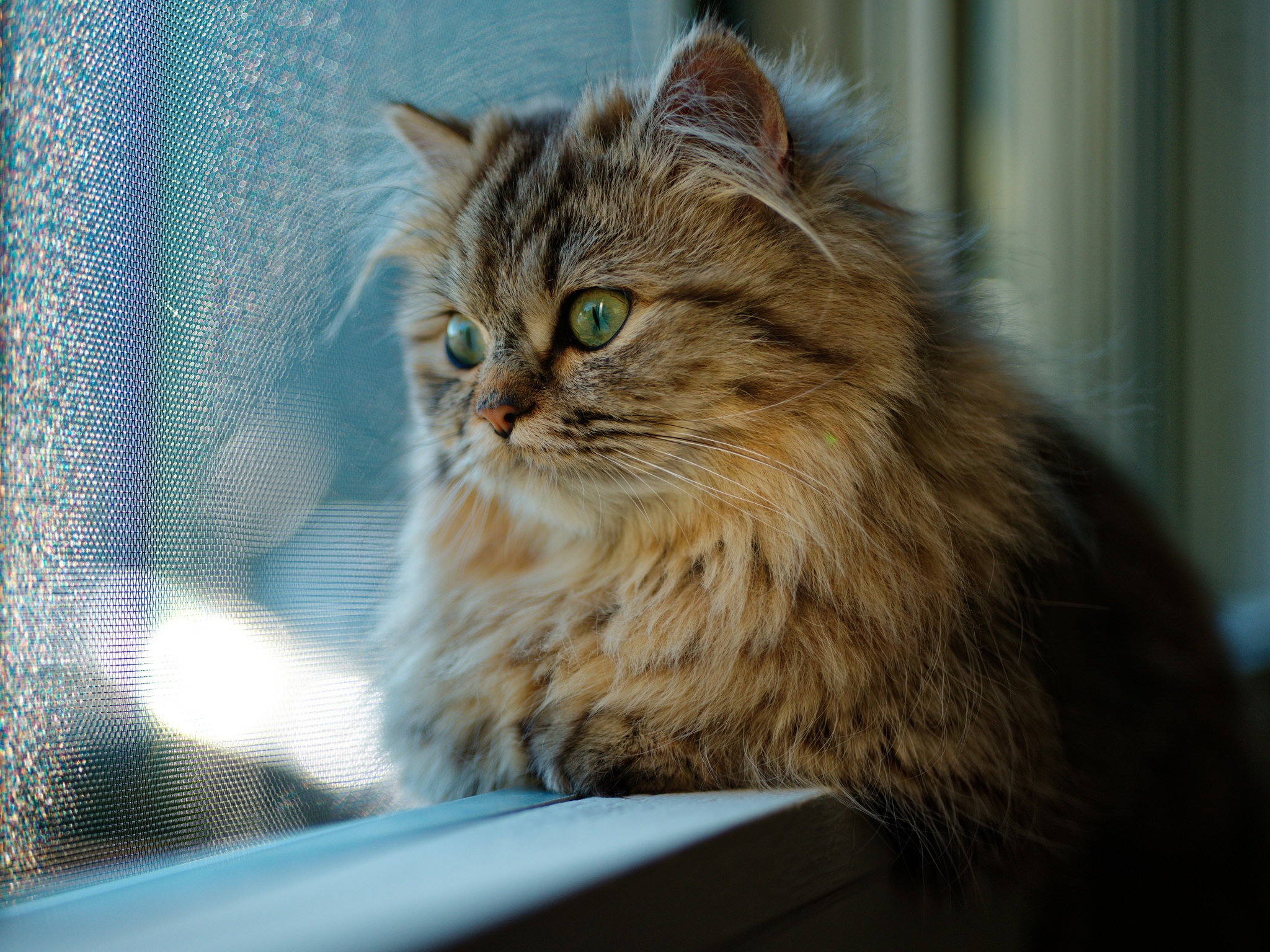 免费照片一只毛茸茸的小猫看着窗外的街道