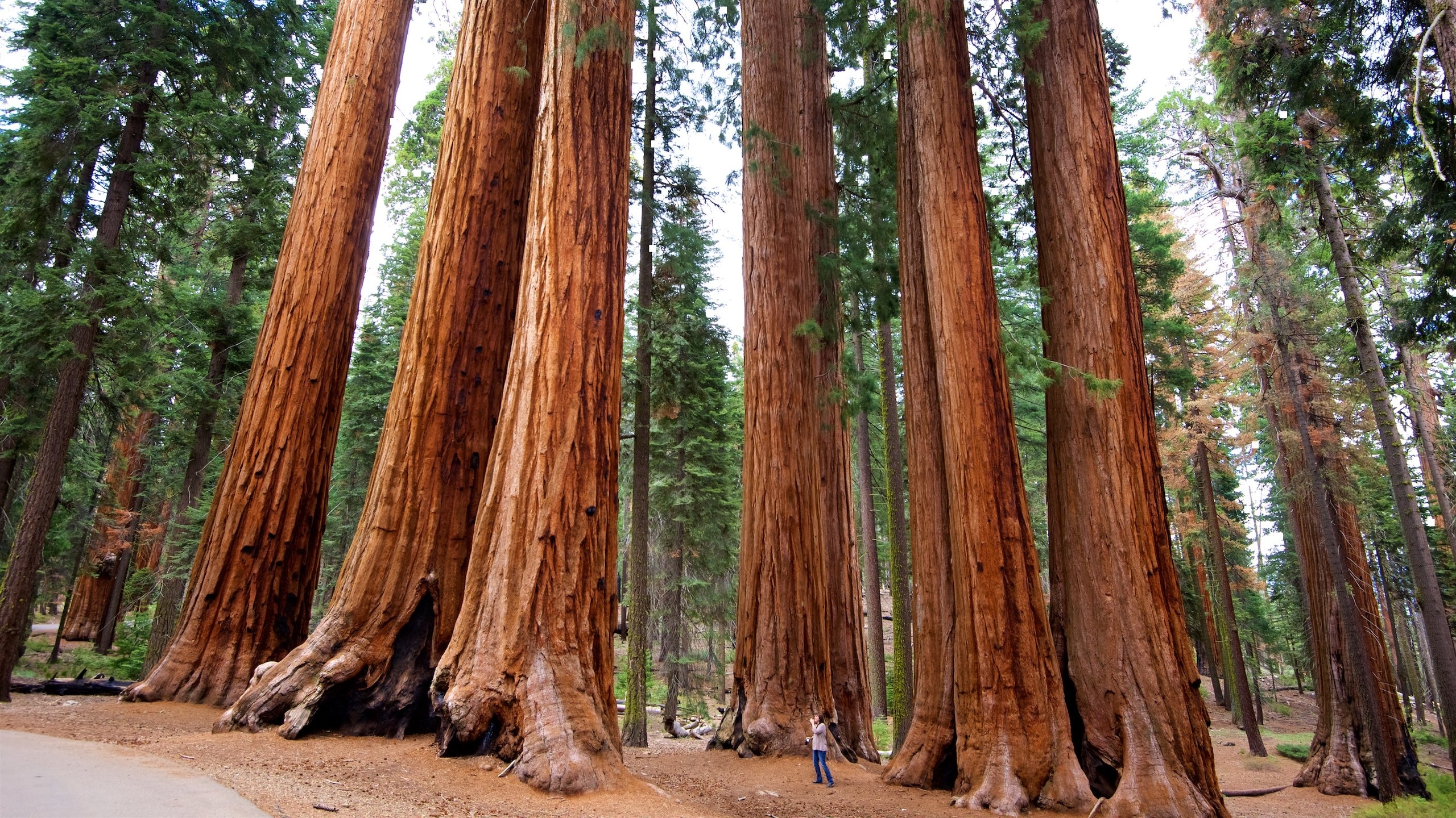 Free photo An old-growth forest with big, thick trees.