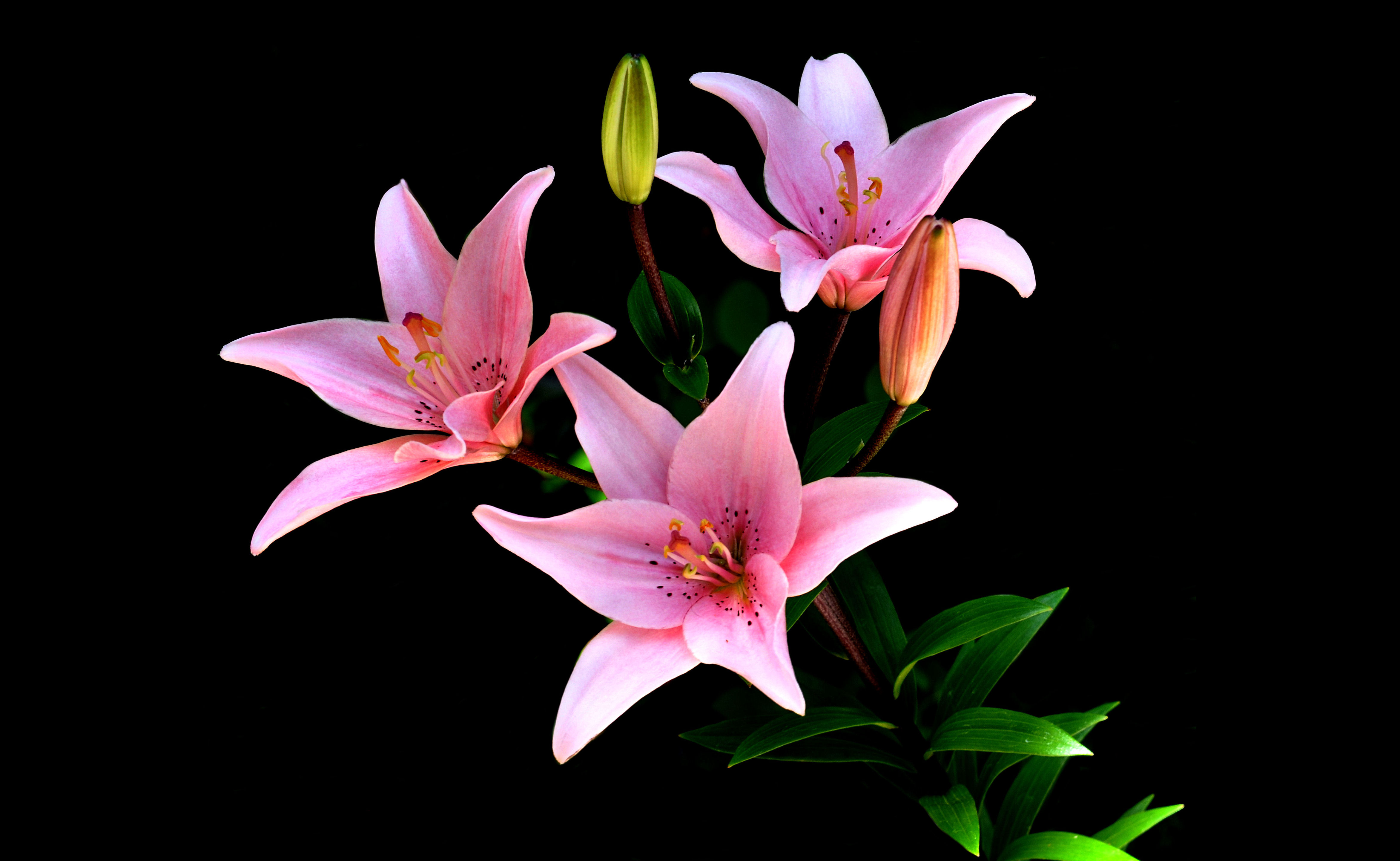 Wallpapers pink flowers lilies flower on the desktop