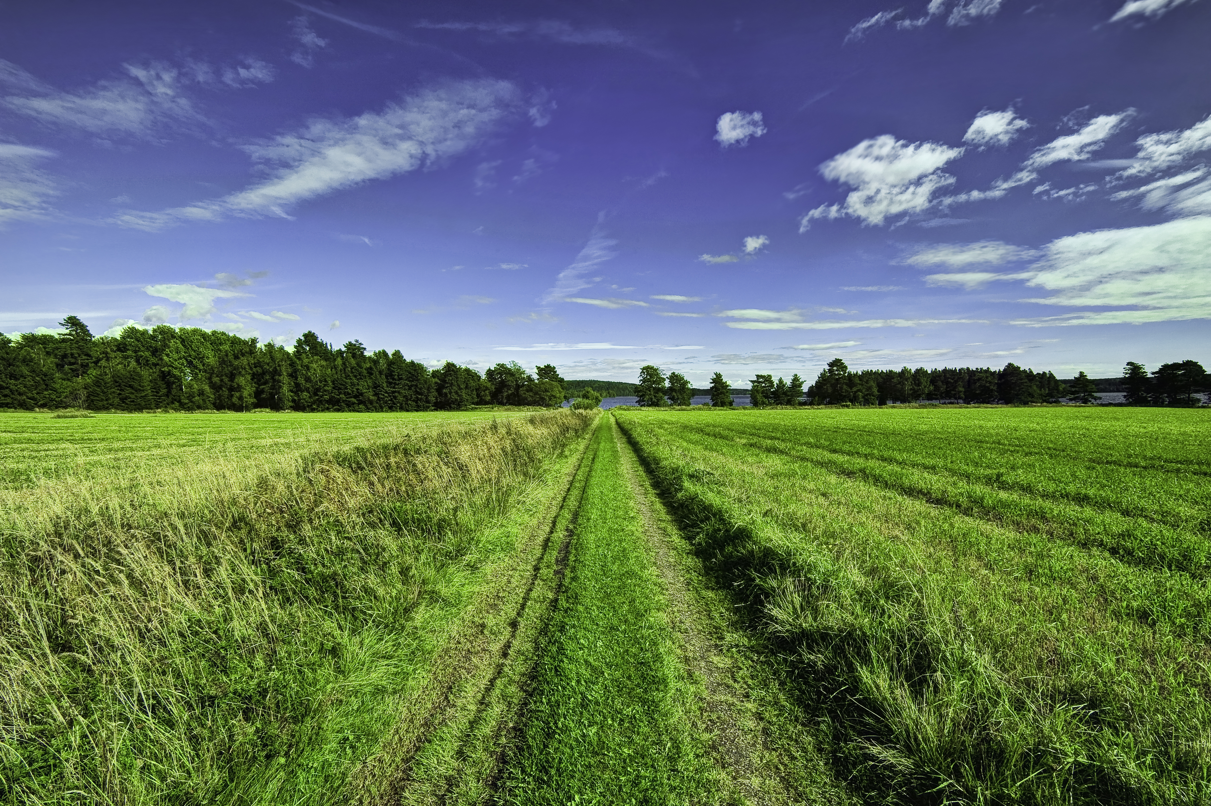 Free photo Road through a field of green grass