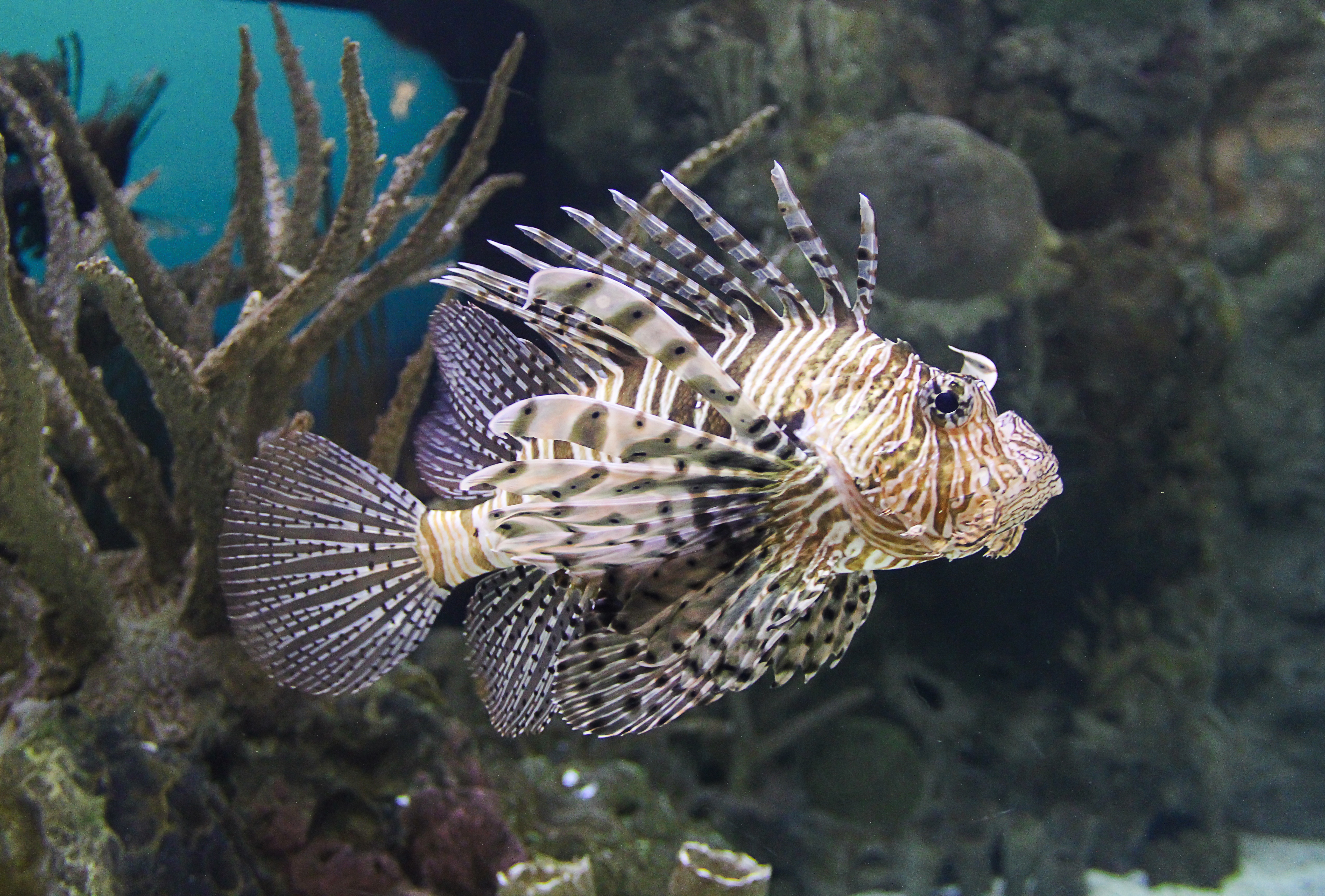 Free photo Lionfish