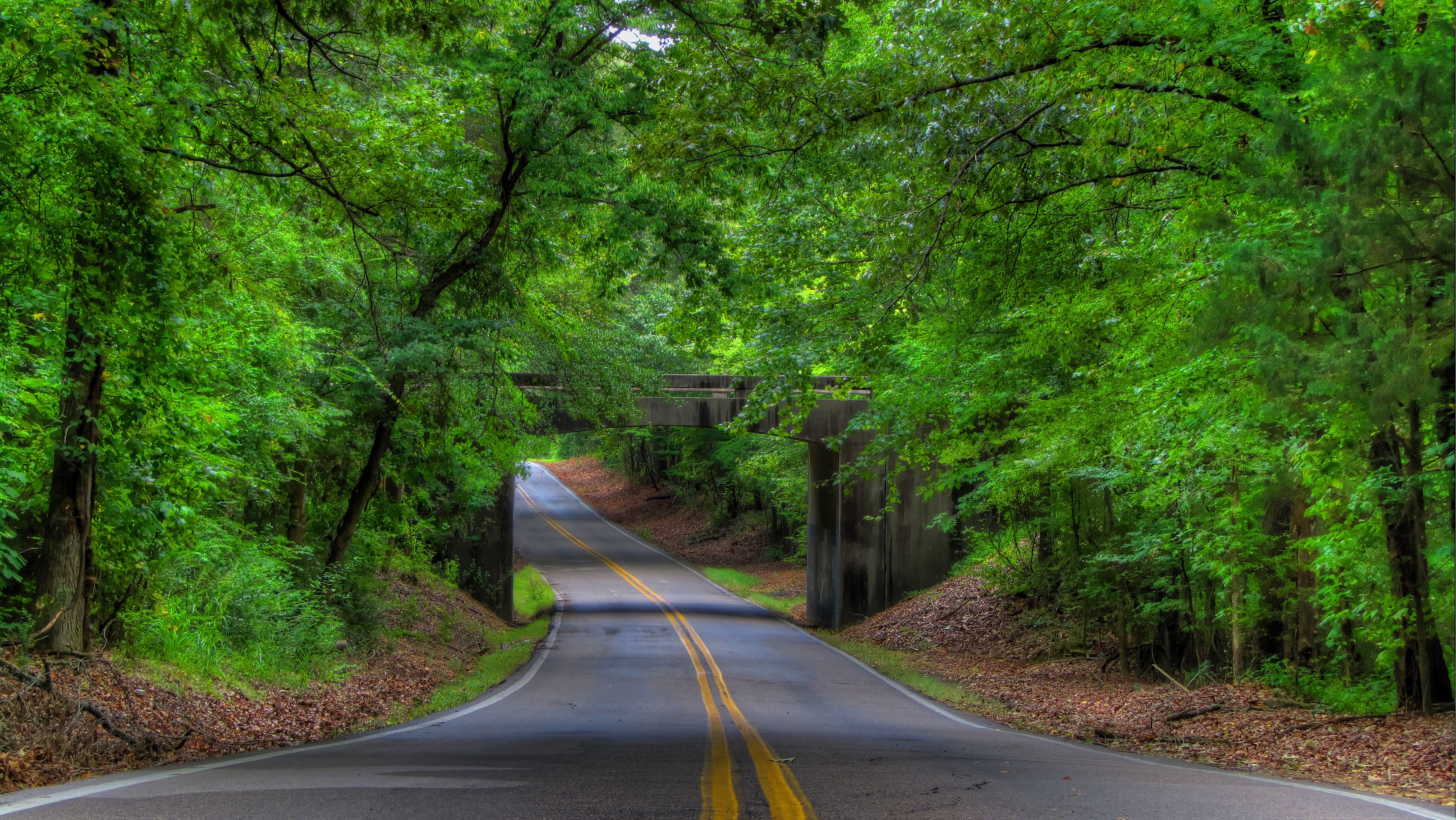 Free photo Road in the forest