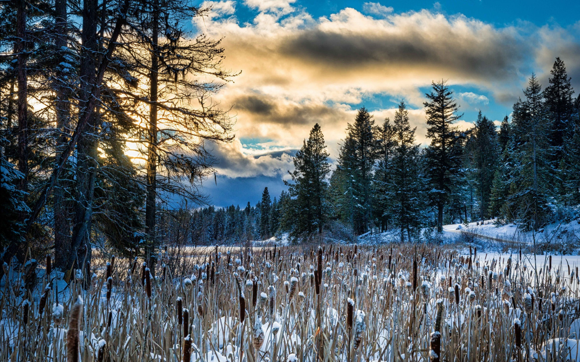 Free photo Winter forest