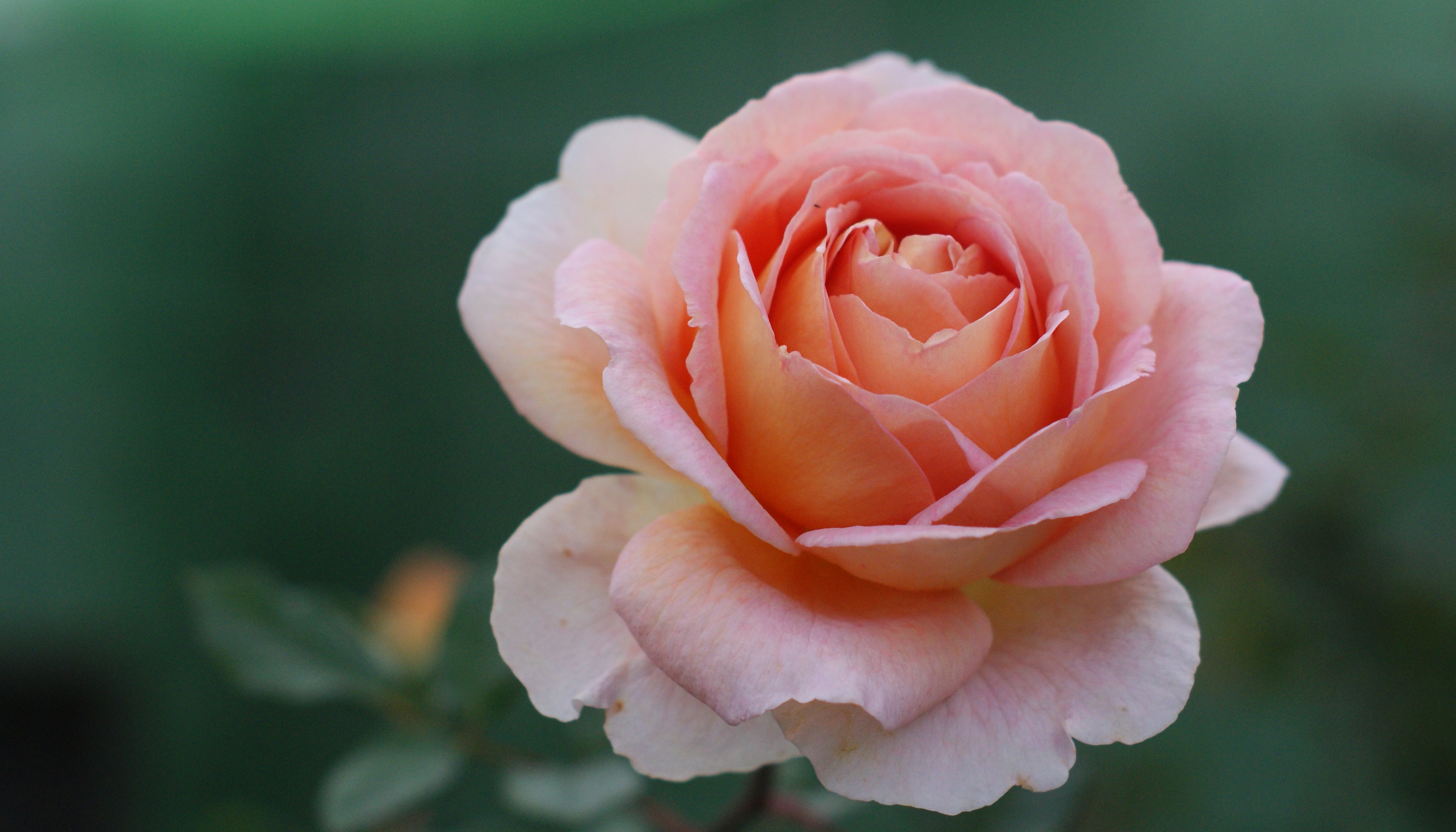 Wallpapers roses lonely bud rose on the desktop