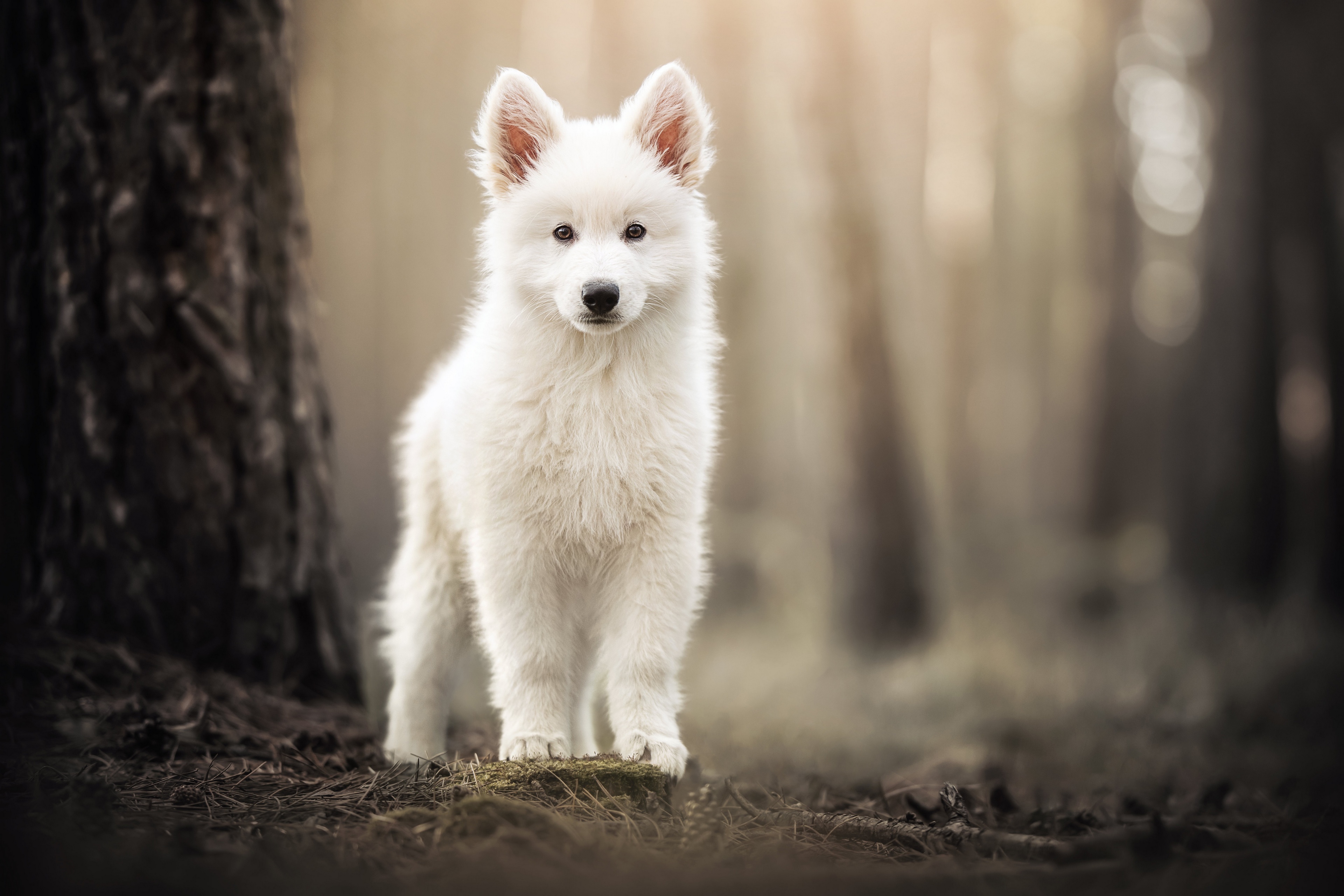 A little Samoyed puppy