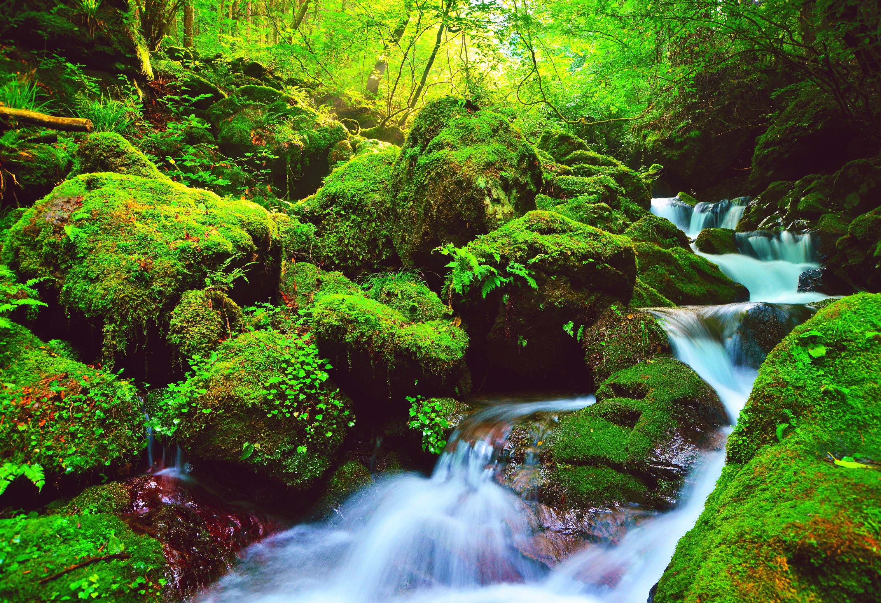 Wallpapers landscape green trees on the desktop