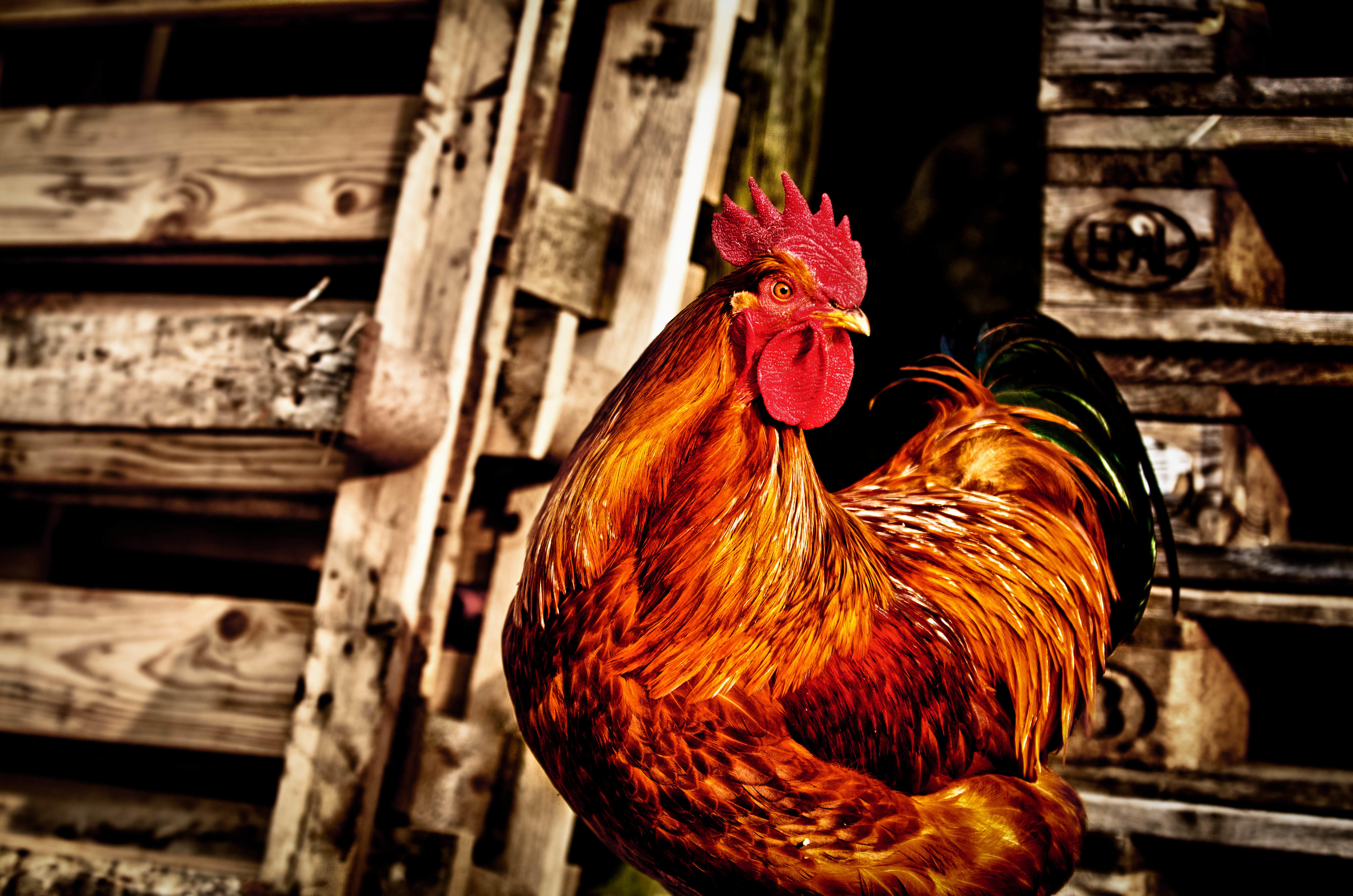 Free photo Vivid rooster on a background of the hut