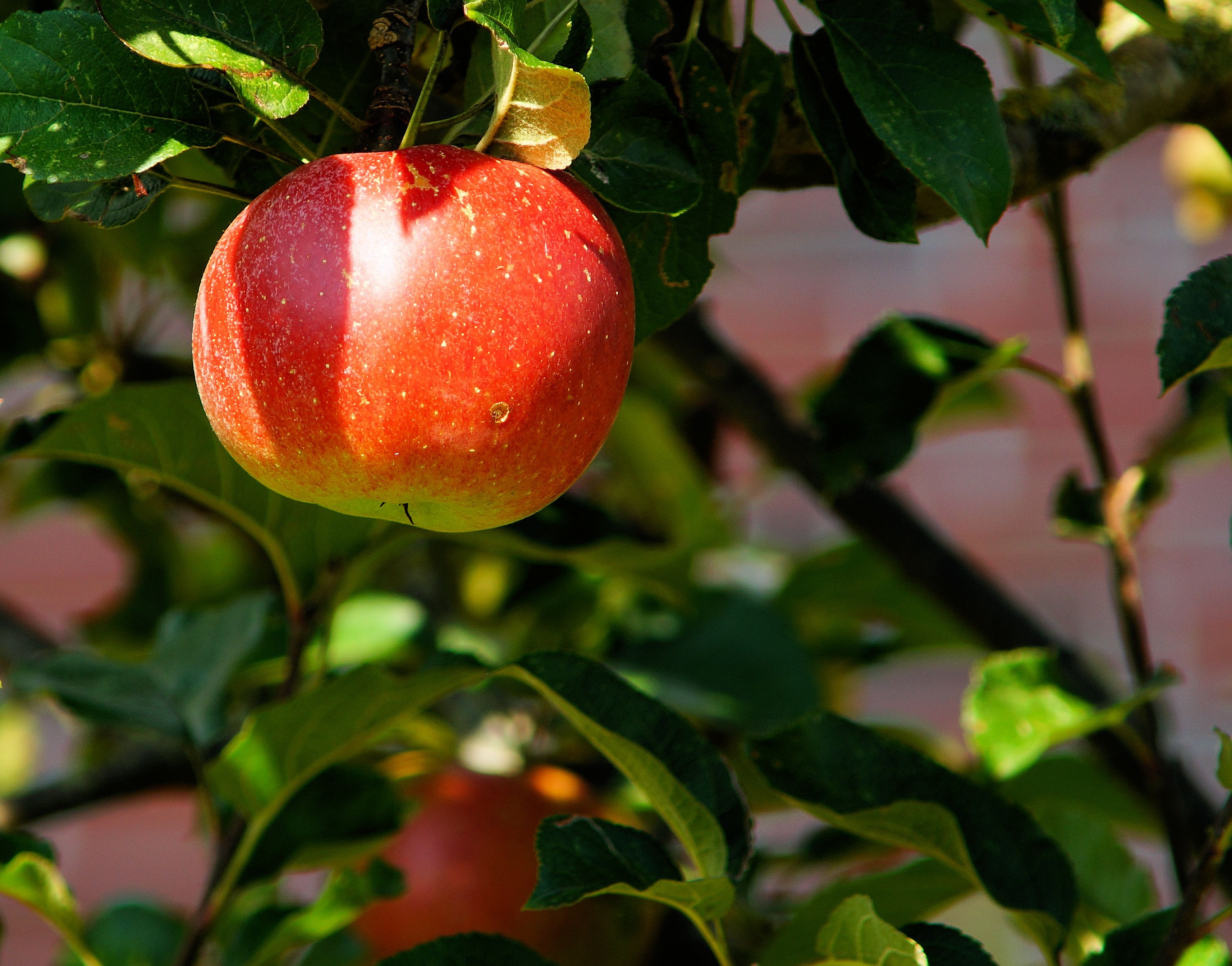 Free photo A ripe, ruddy apple on a sprig.