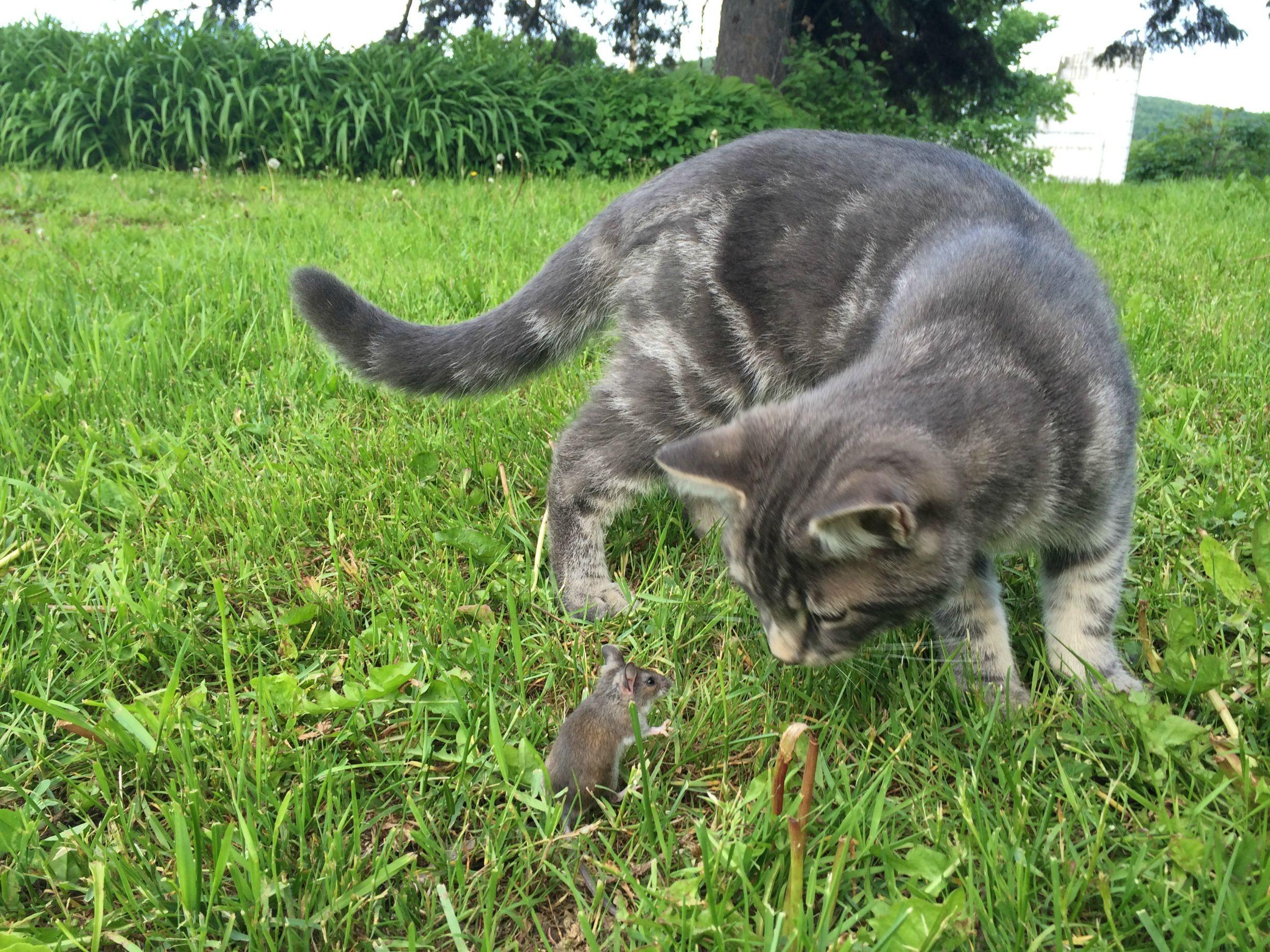 Free photo A gray cat with a mouse