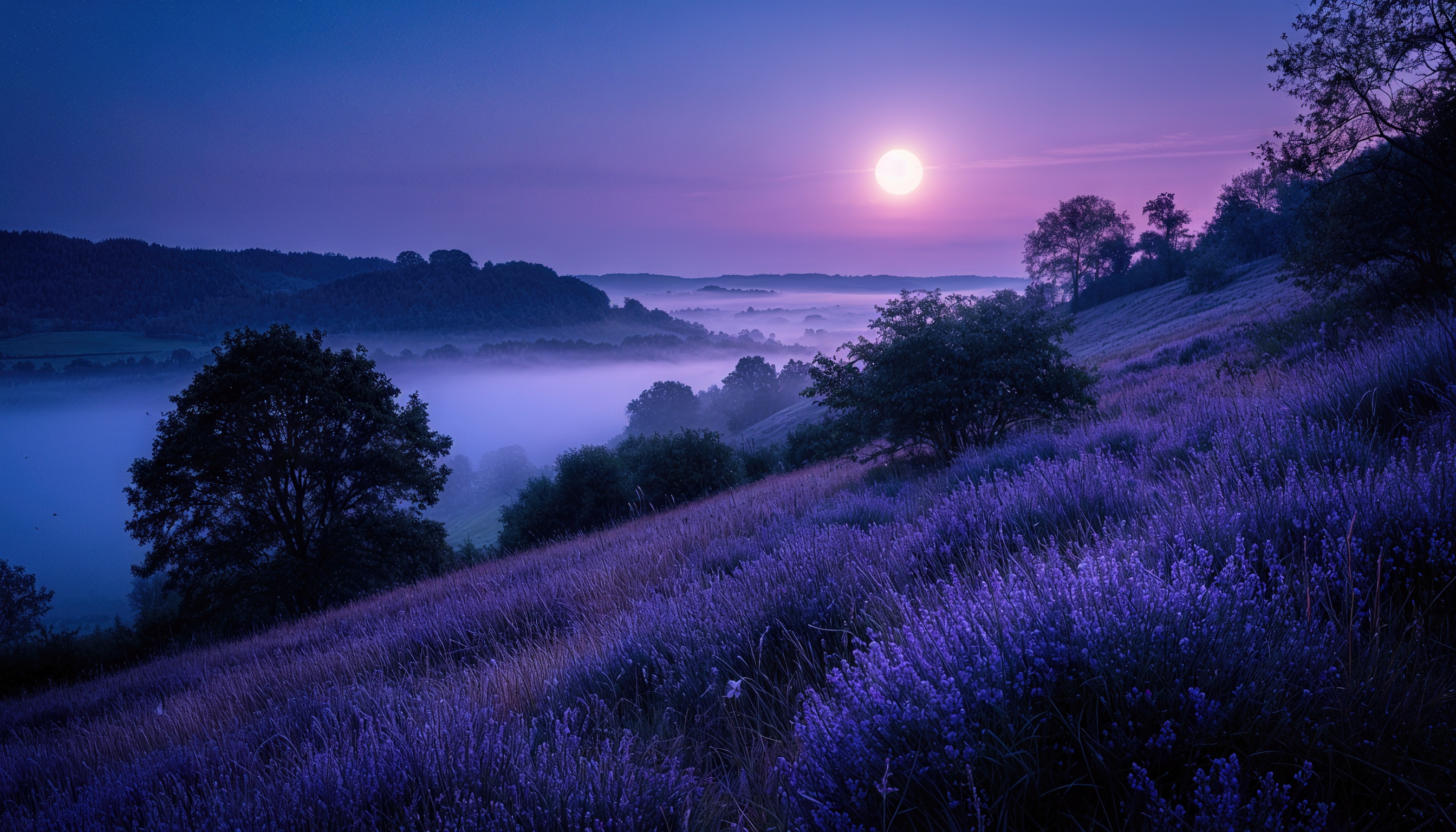 Лавандовые холмы в лучах рассветного солнца, окутаны лёгким туманом.