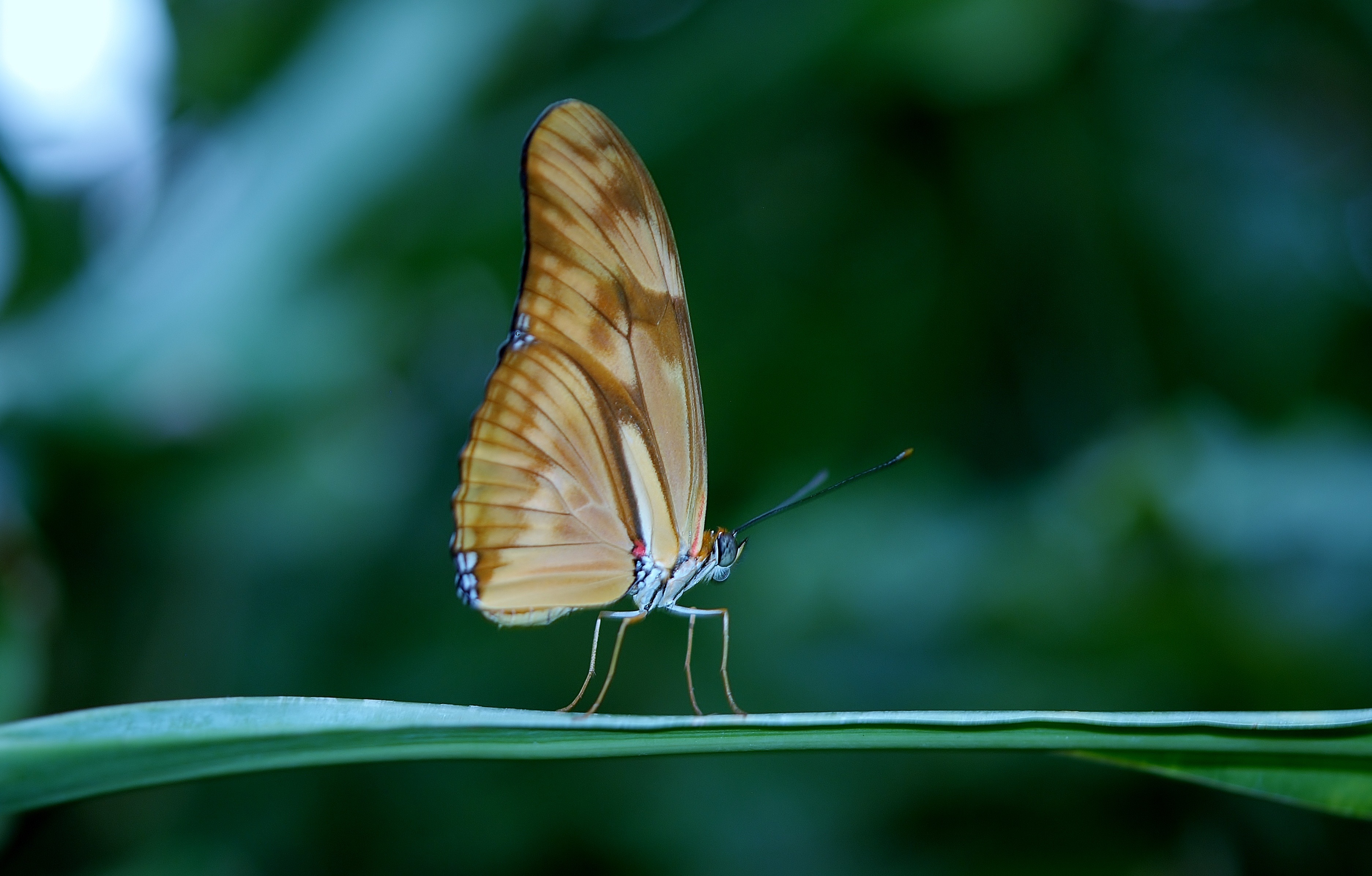 Free photo A butterfly sits on a green blade of grass.