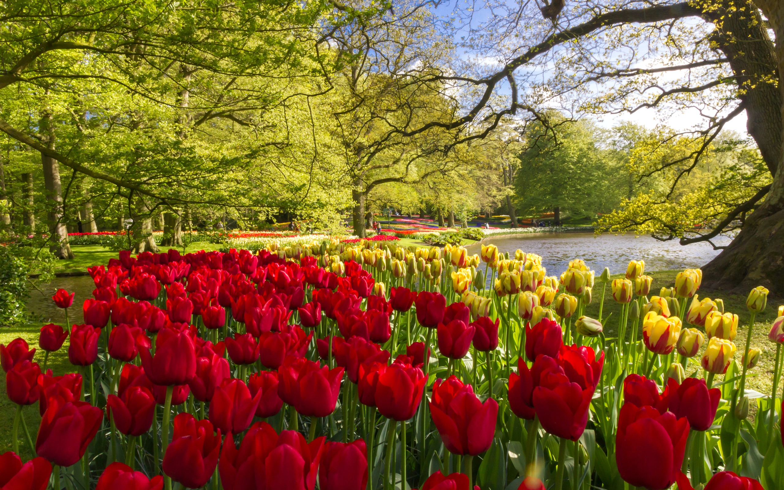 Wallpapers Netherlands wallpaper keukenhof red tulip garden on the desktop