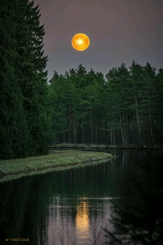 主题为森林 动画 自然的明信片免费下载