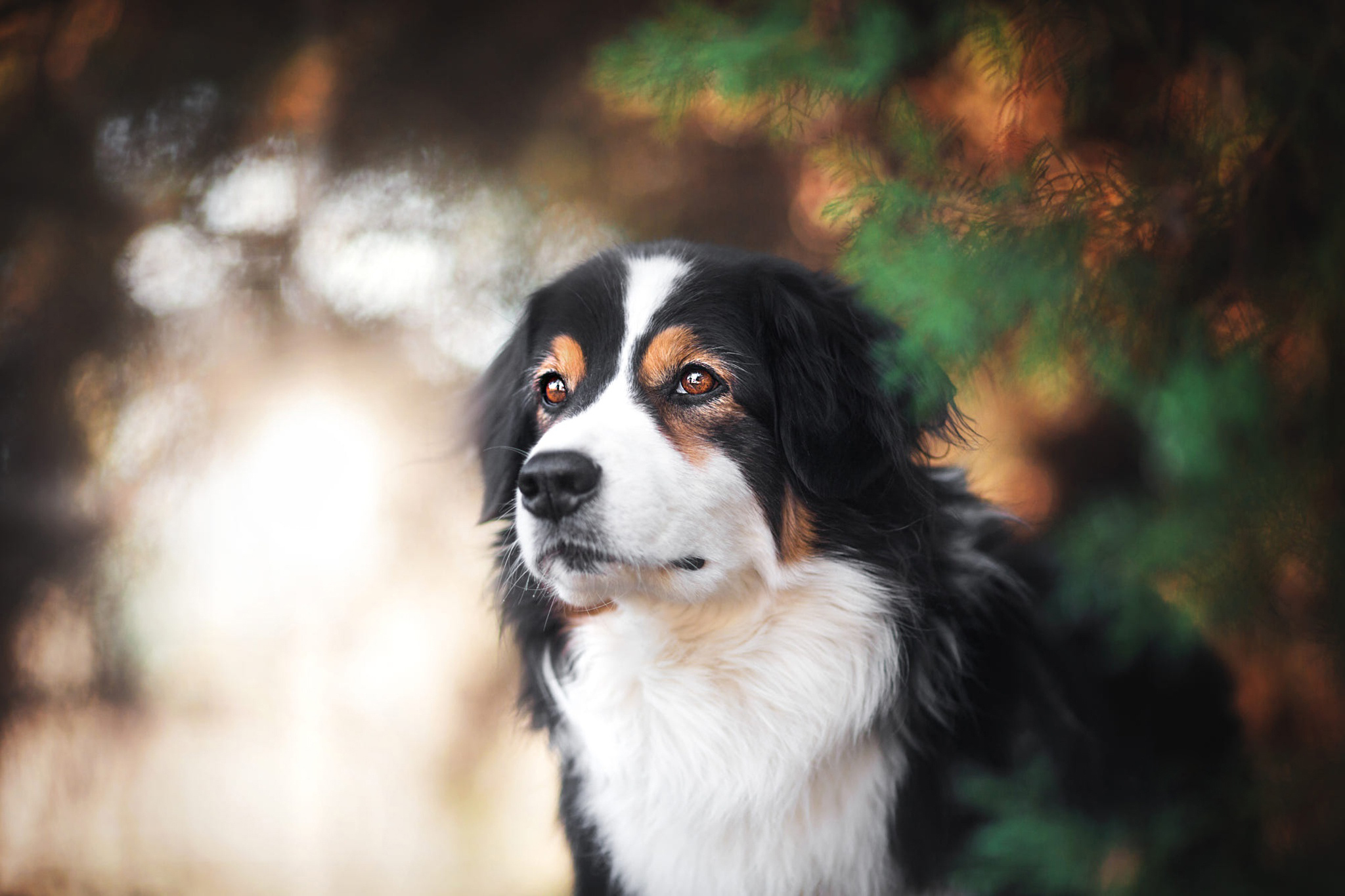 免费照片帅气的森纳猎犬