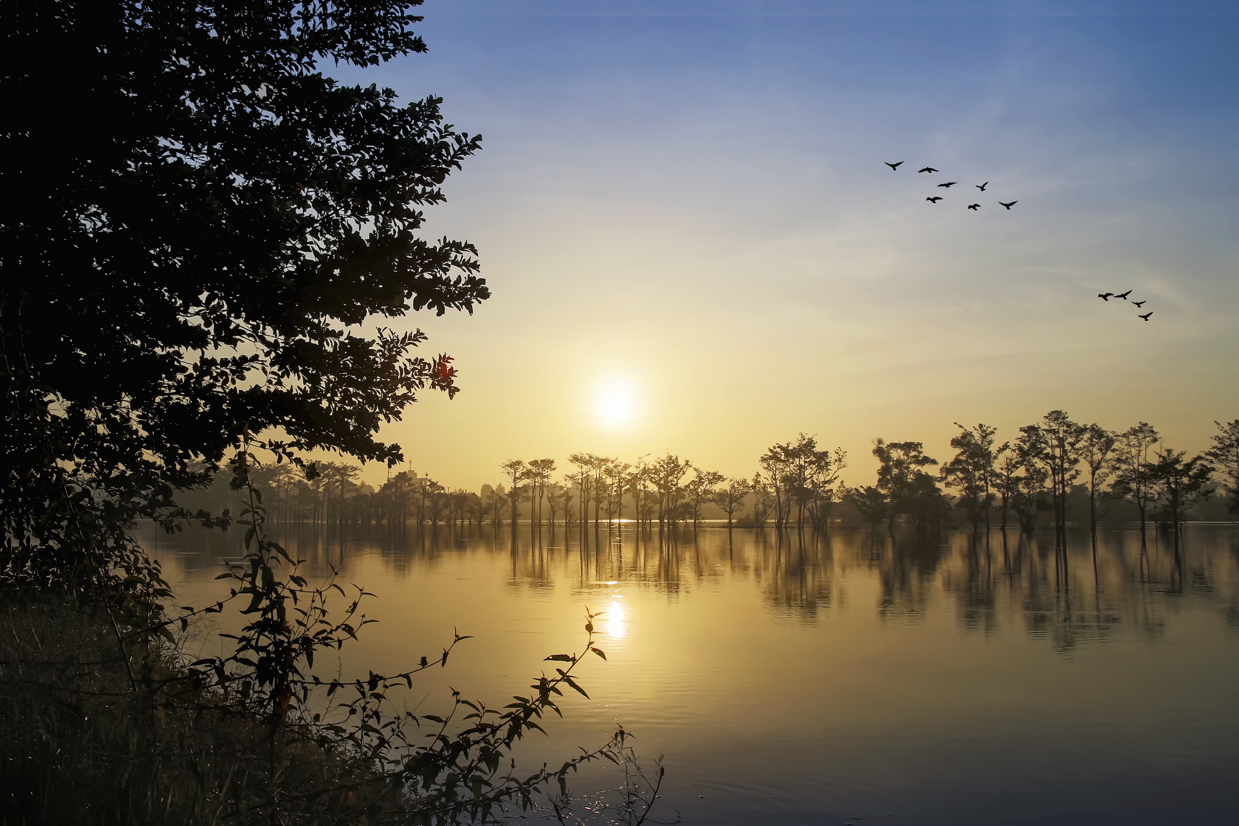 Wallpapers silhouettes birds sky on the desktop