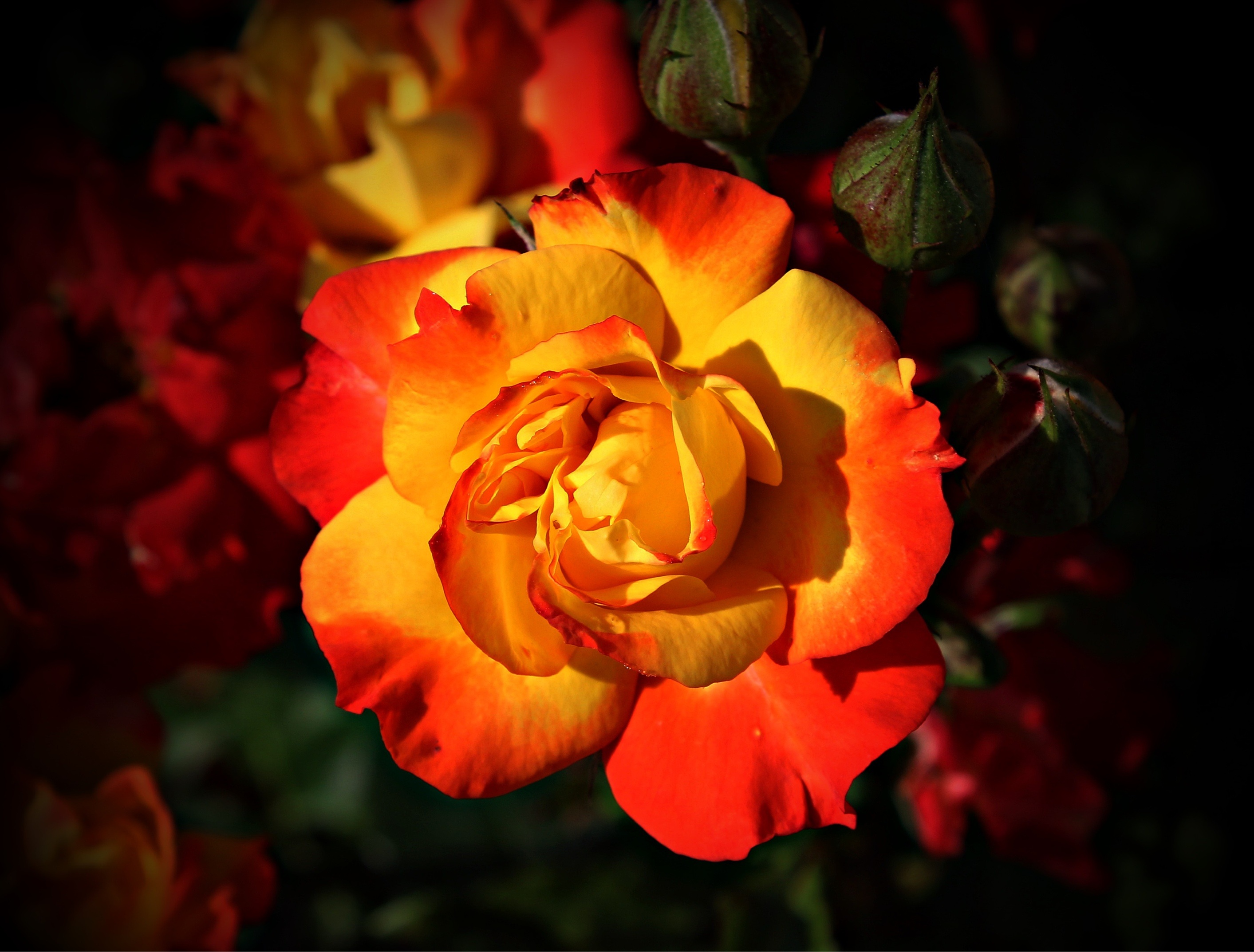 红色和黄色的花园玫瑰
