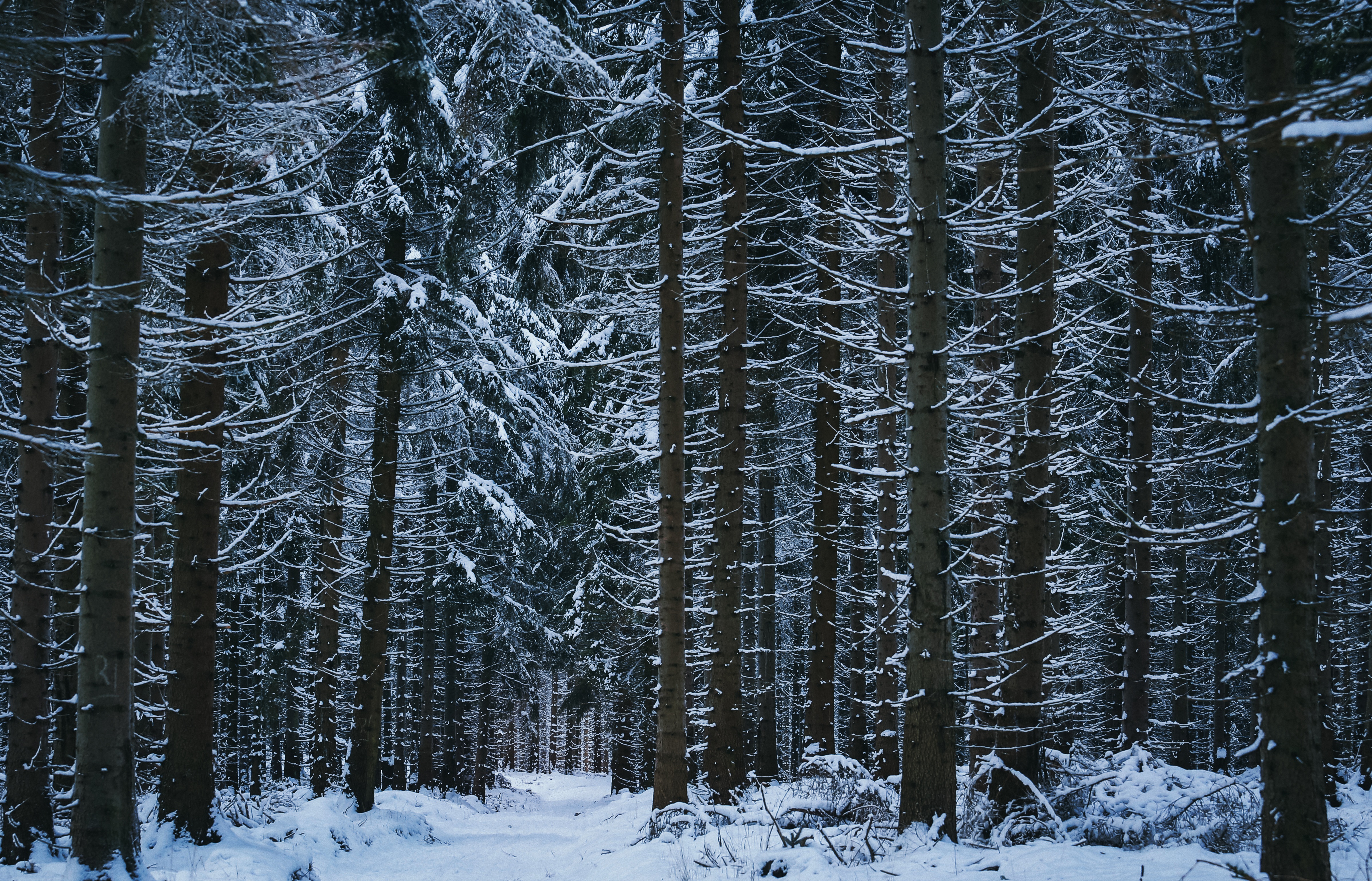 Обои лес зима деревья на рабочий стол