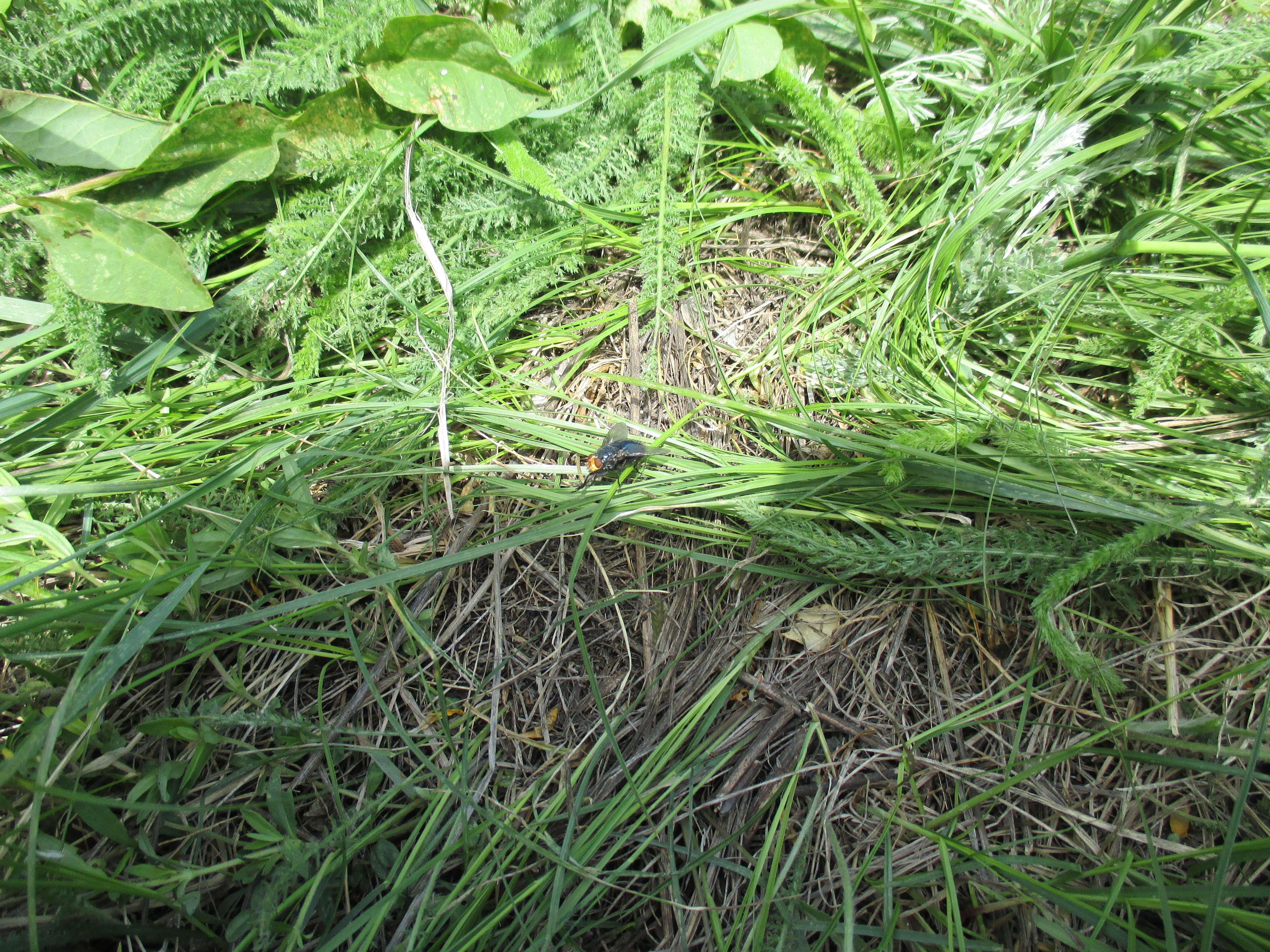 Бесплатное фото Кто то в траве