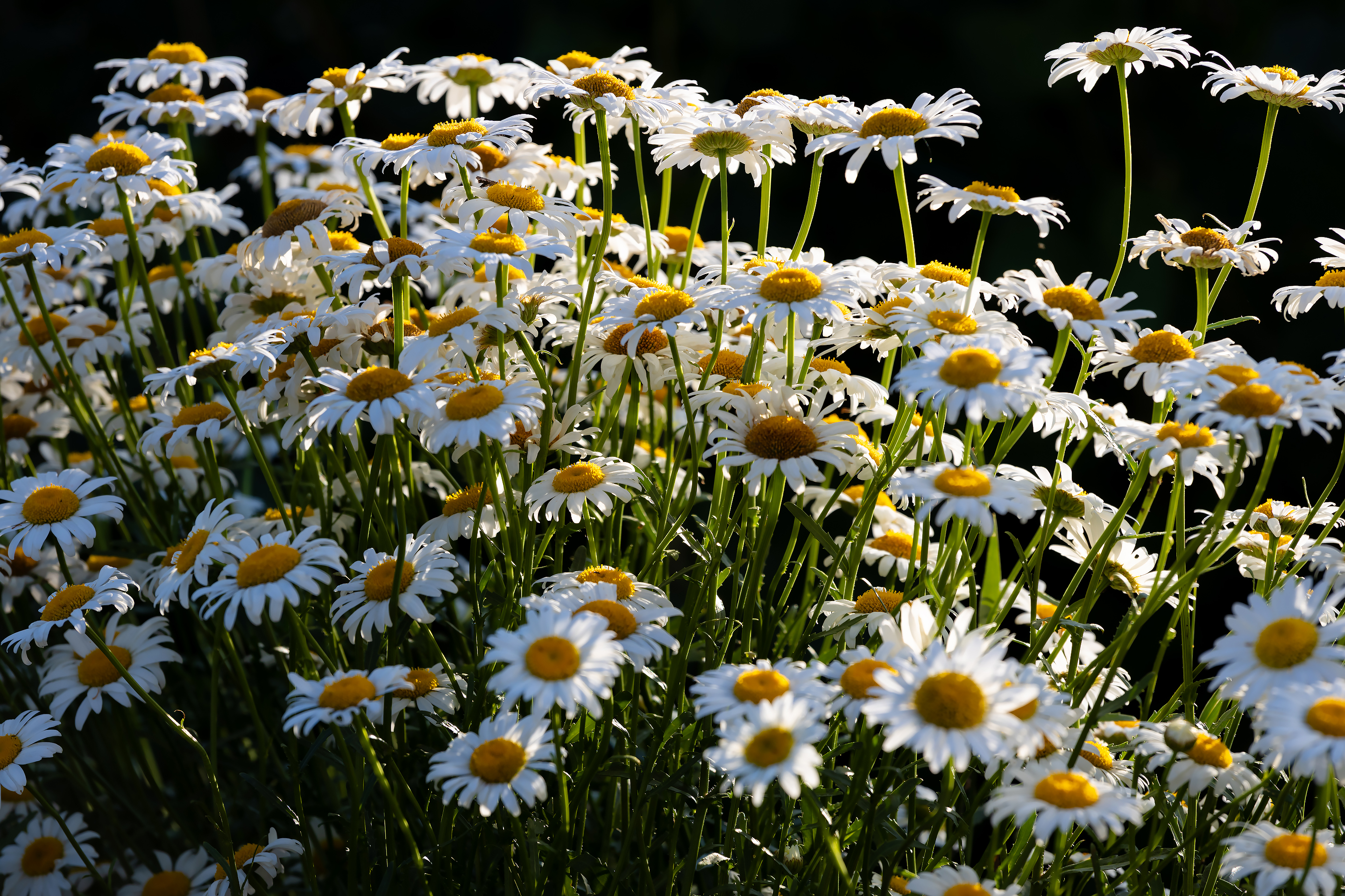 Ромашки в тёплом свете