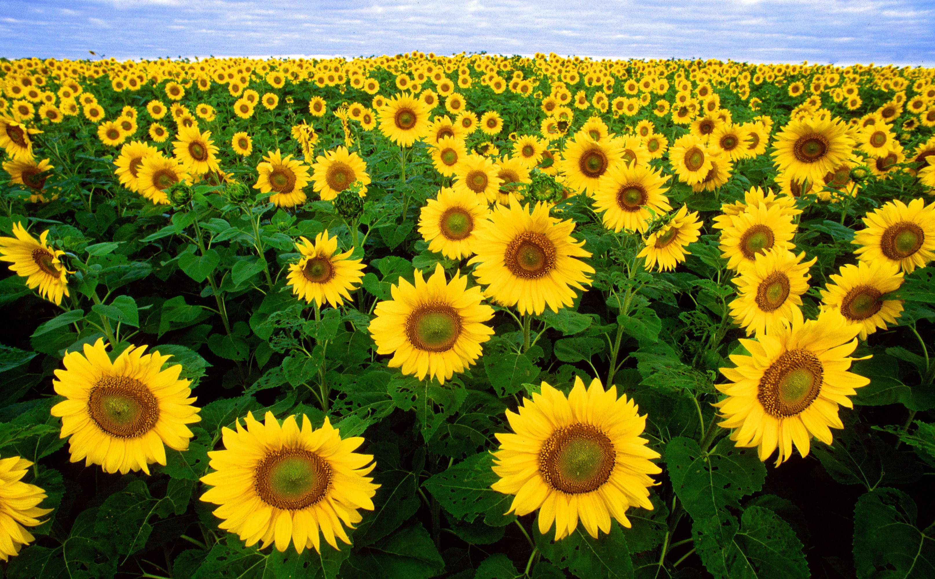 Free photo A very large field planted with sunflowers.