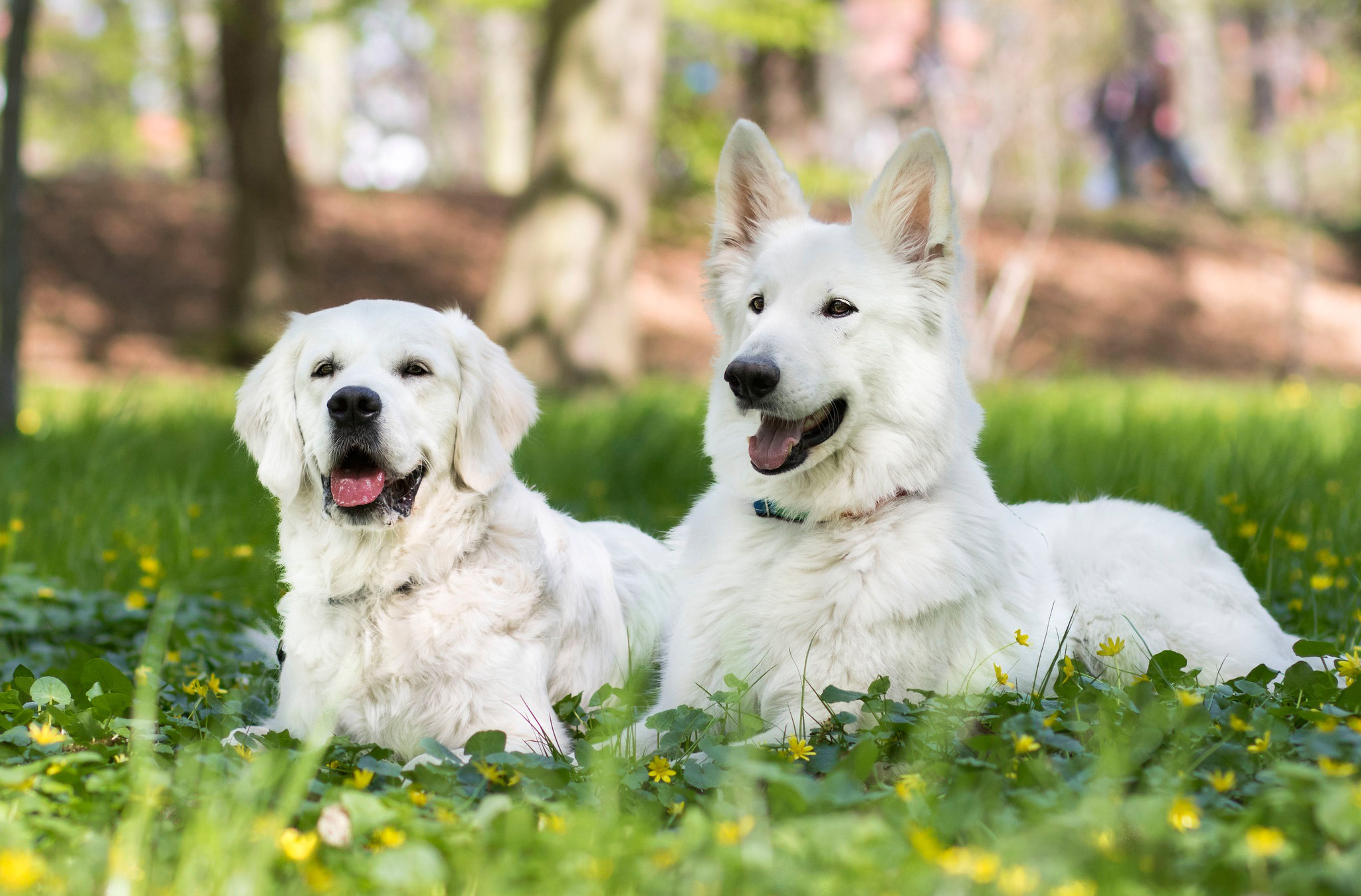 Free photo White dog on a glade