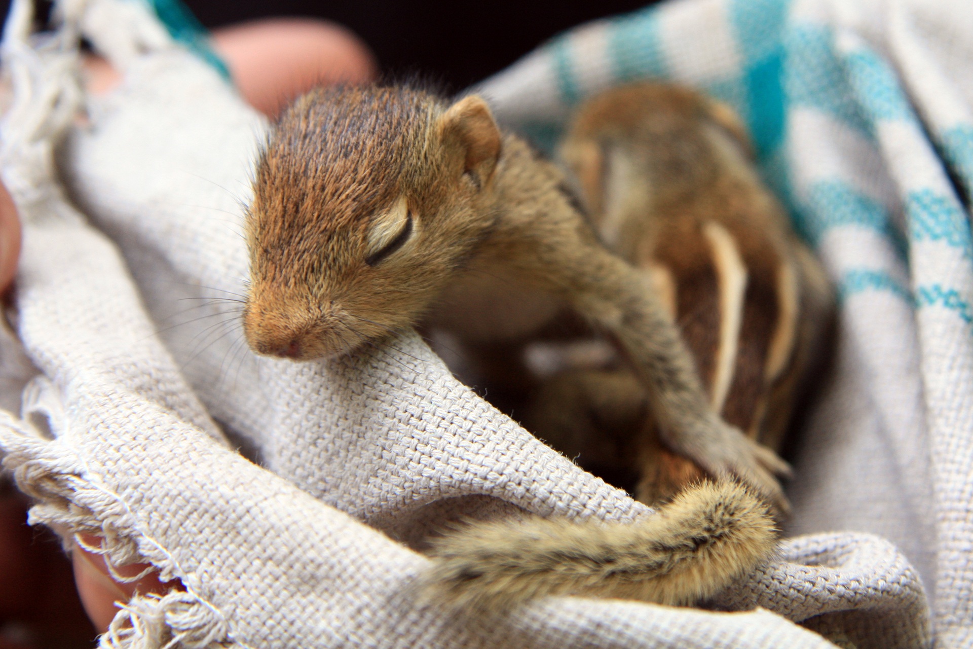 Wallpapers squirrel child cute on the desktop