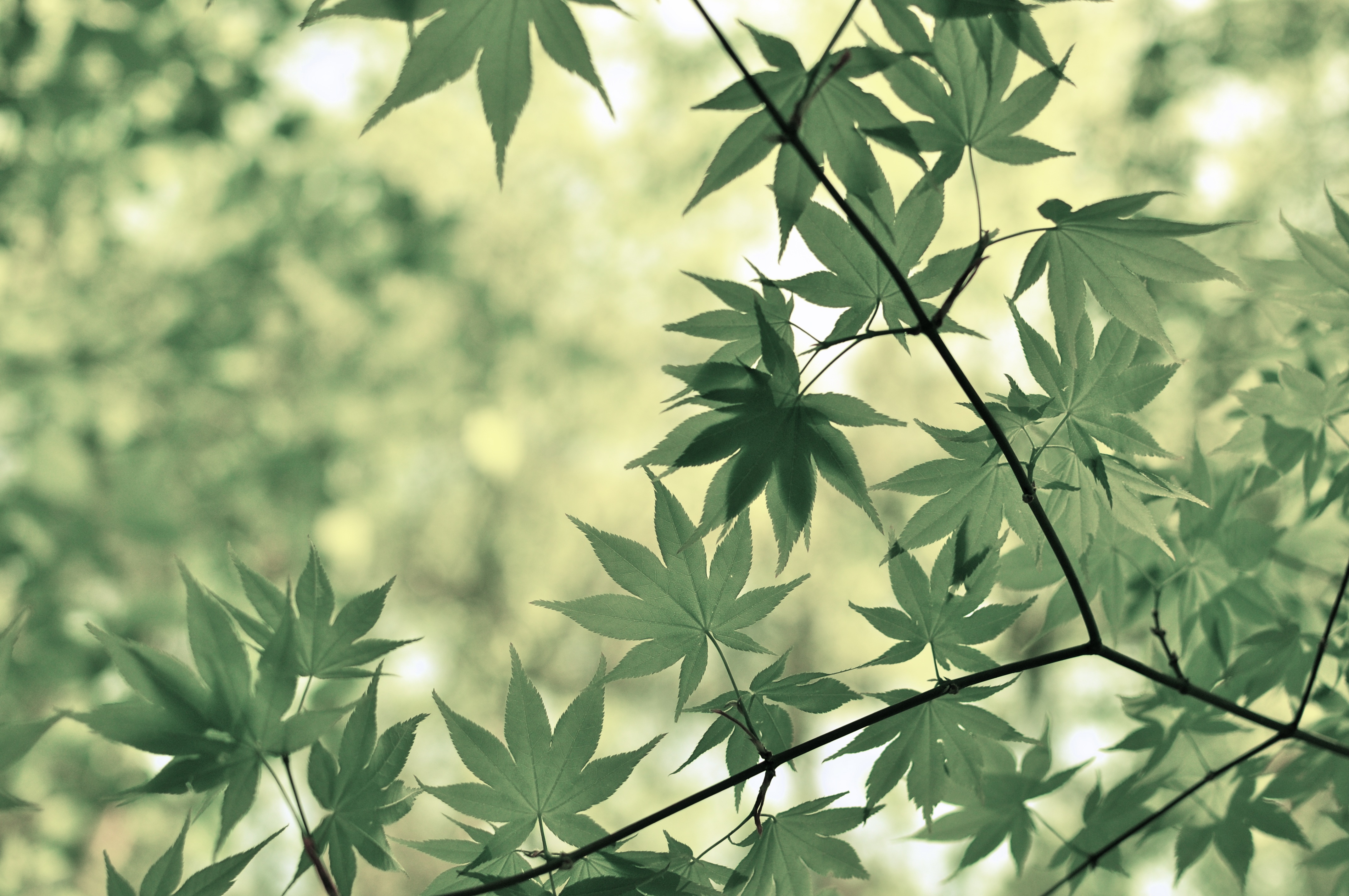 Free photo Beautiful branches with green leaves