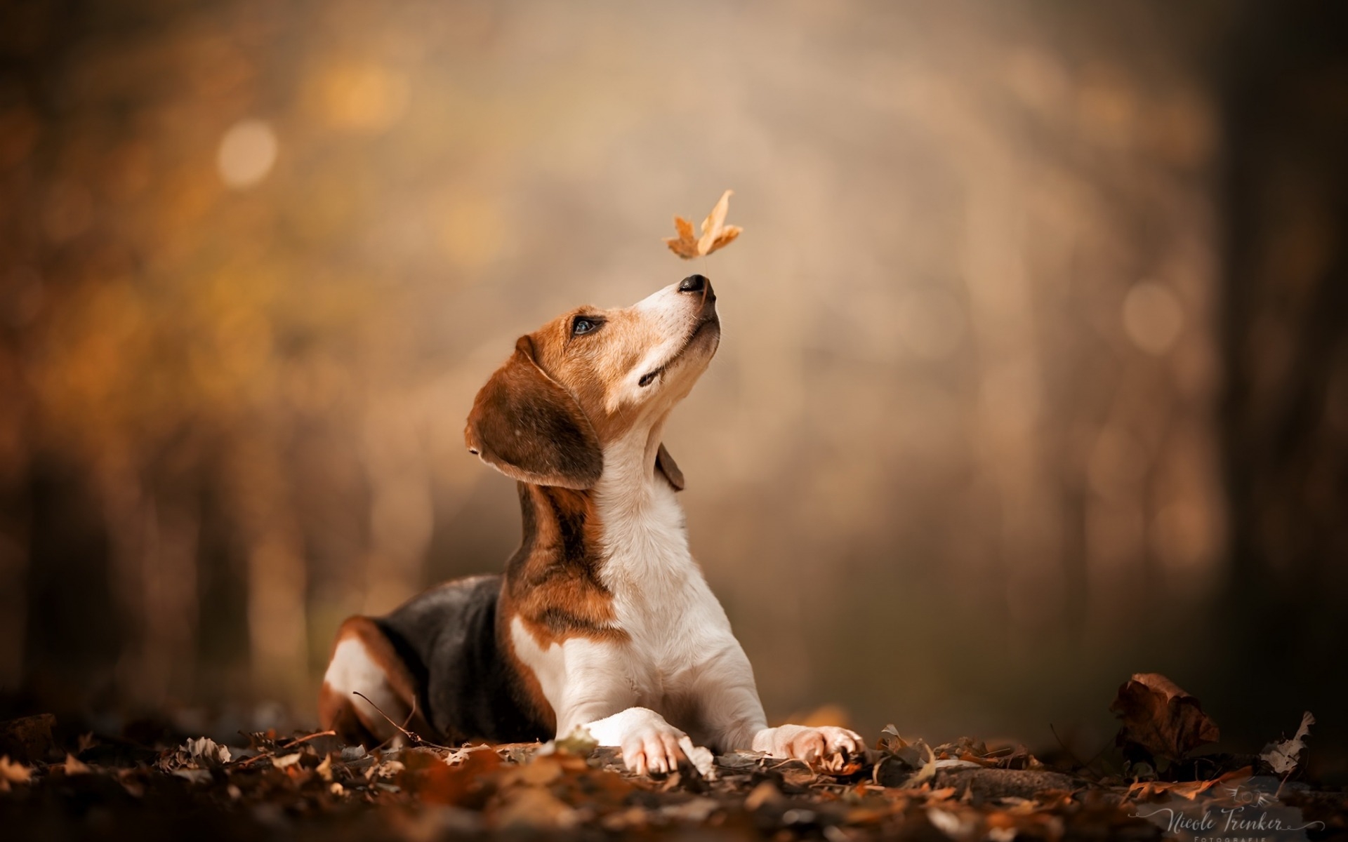 秋叶上的小猎犬