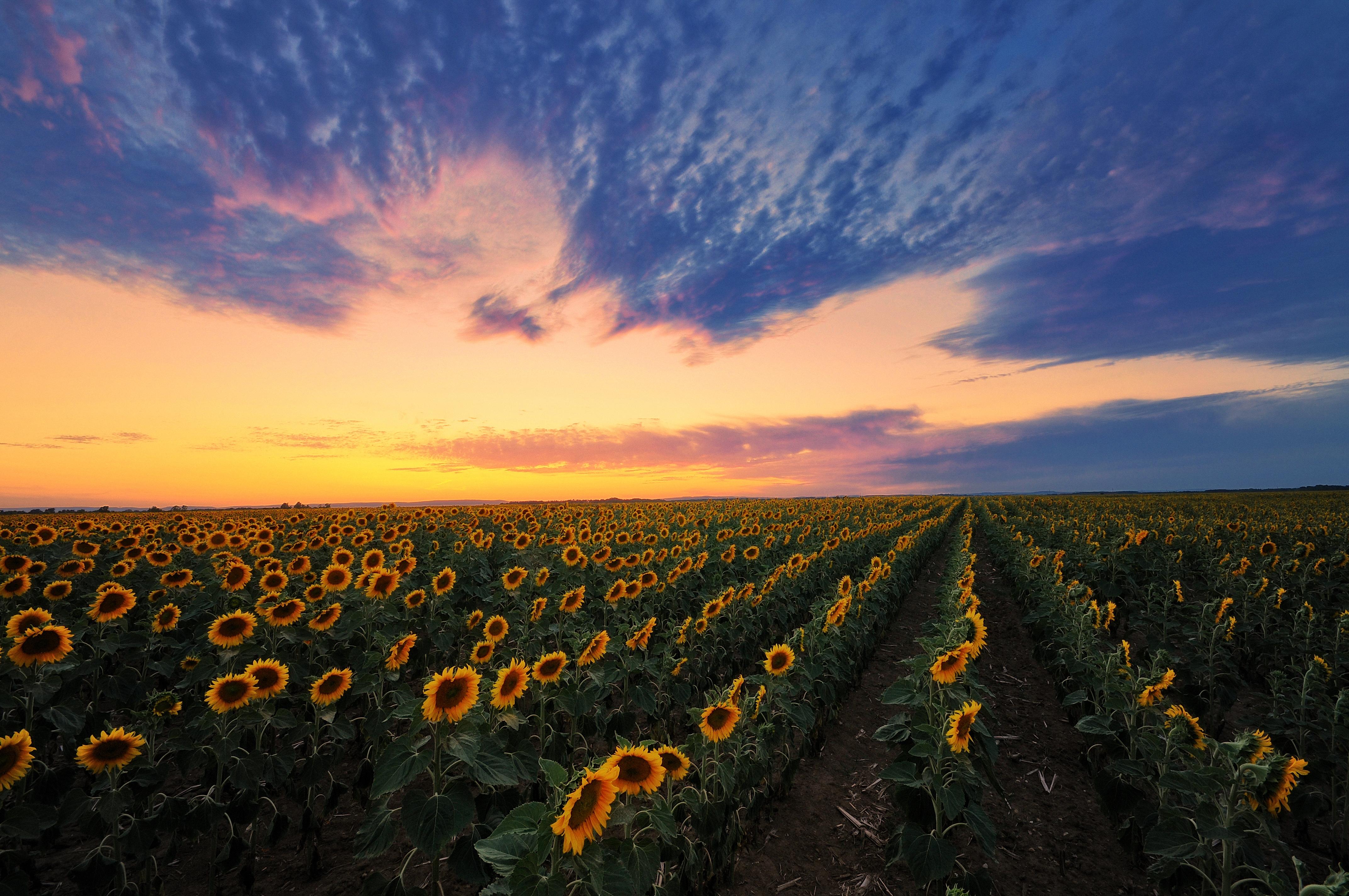 Free photo Screensaver sunflowers, a field on your computer