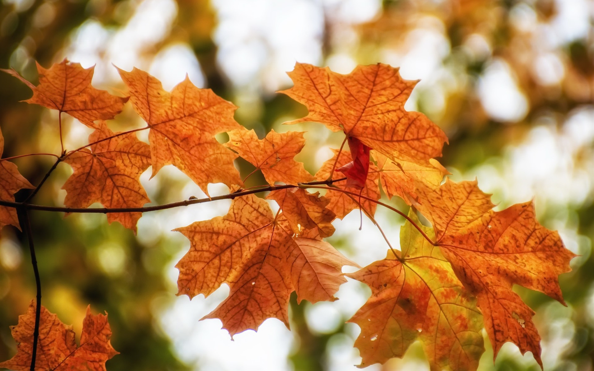 Autumn Orange Maple Leaves