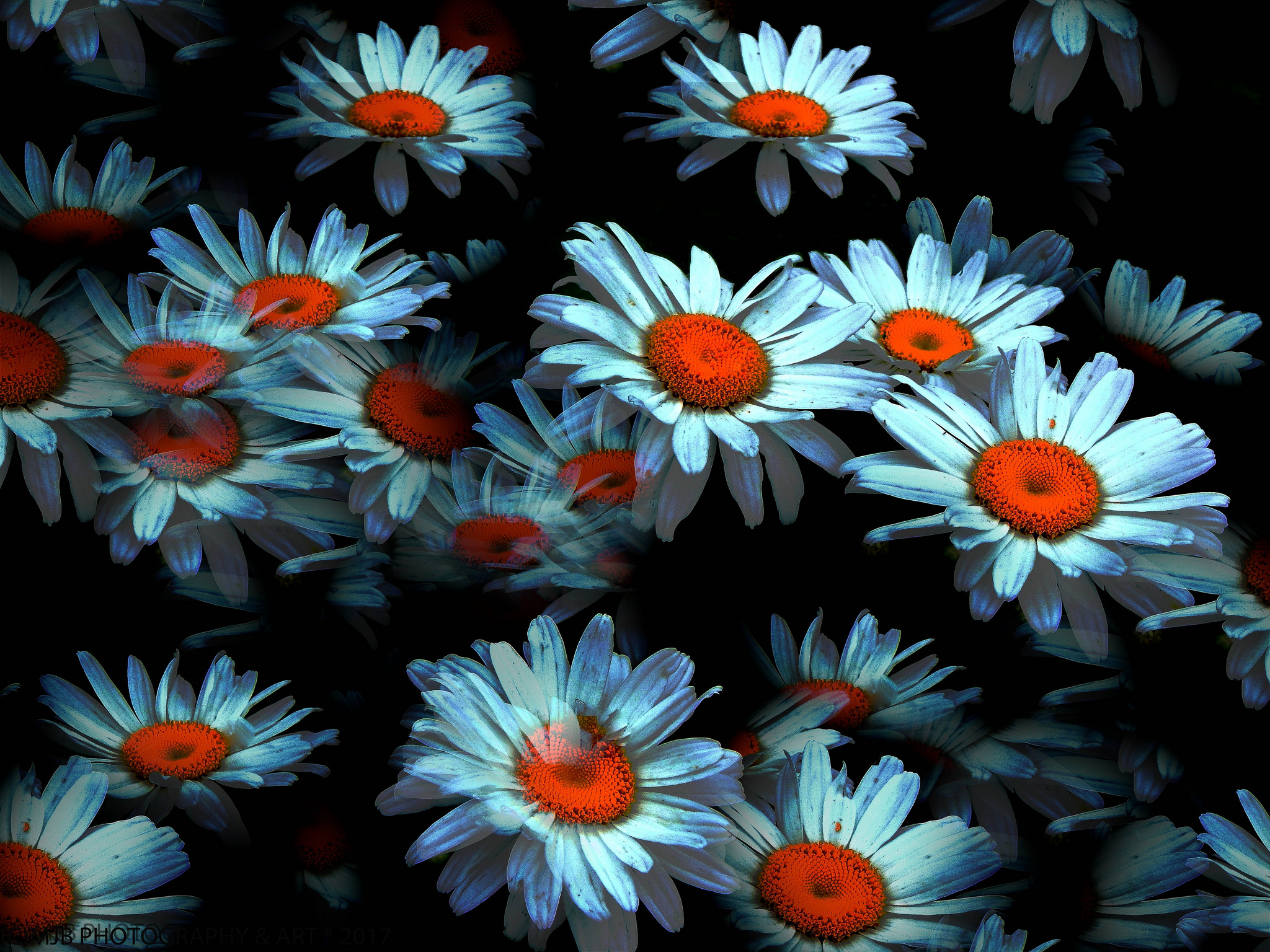 Free photo White Daisy