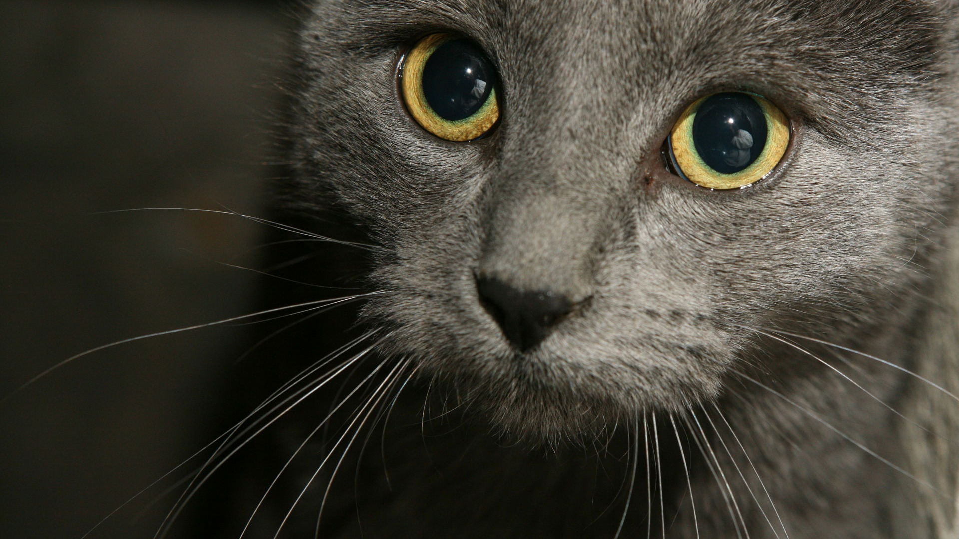 Free photo A close-up of a gray cat`s face.