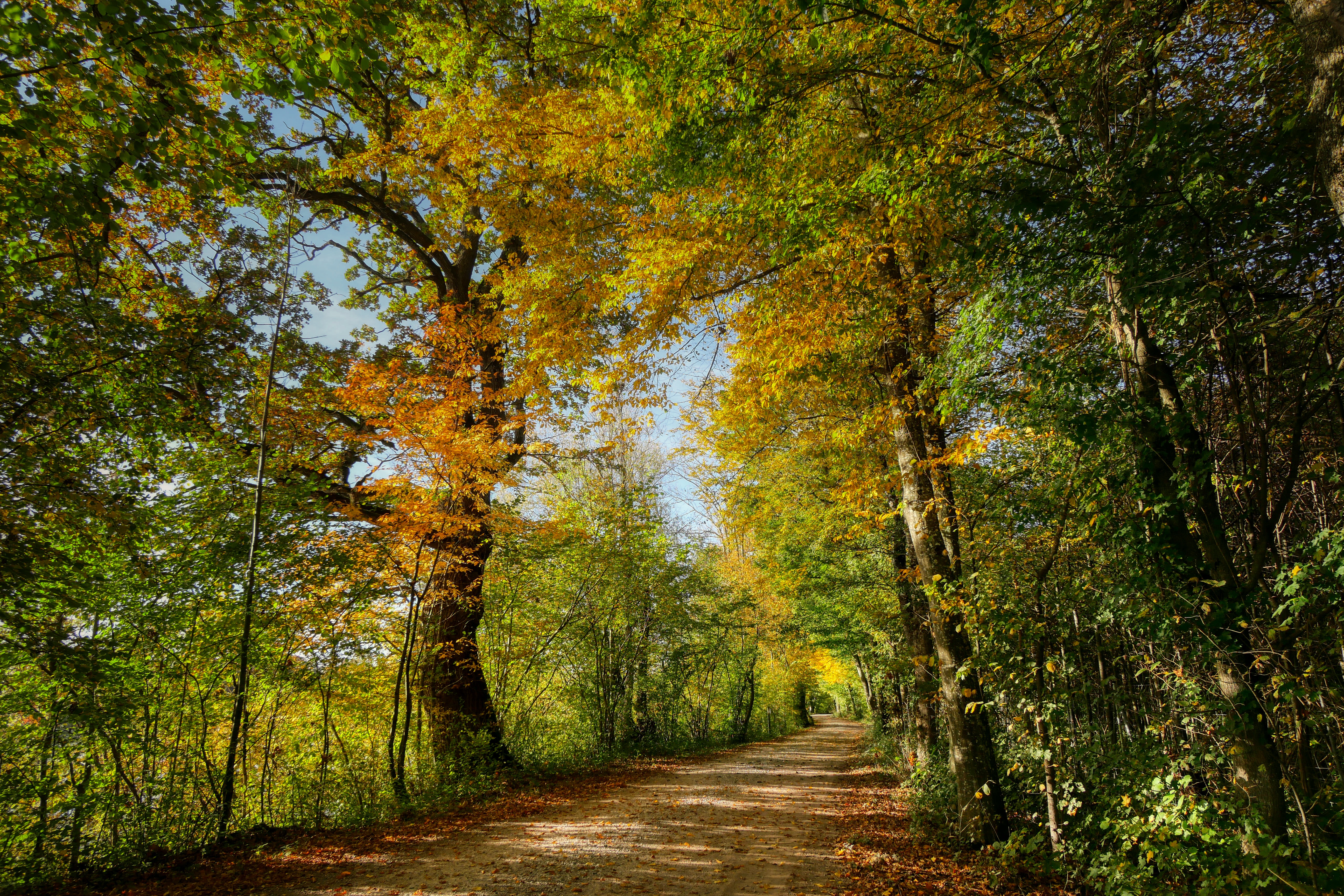 免费照片免费的道路，树木美丽的桌面墙纸