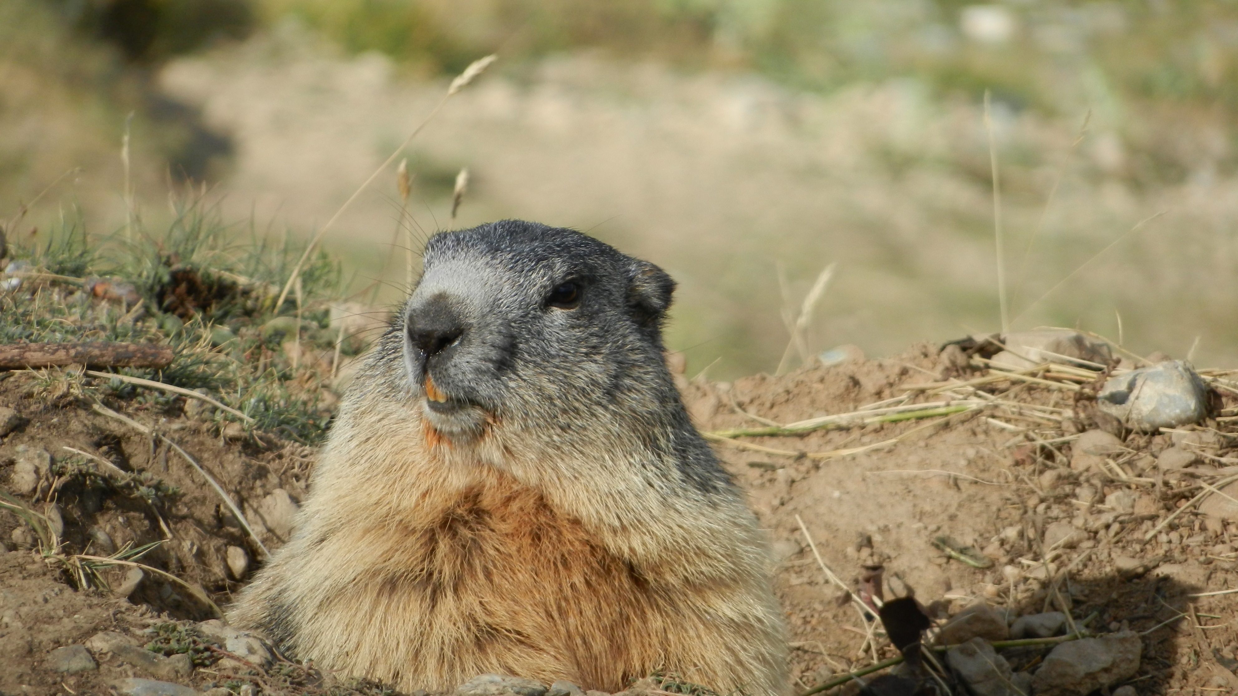 The groundhog looks out of his burrow in the morning