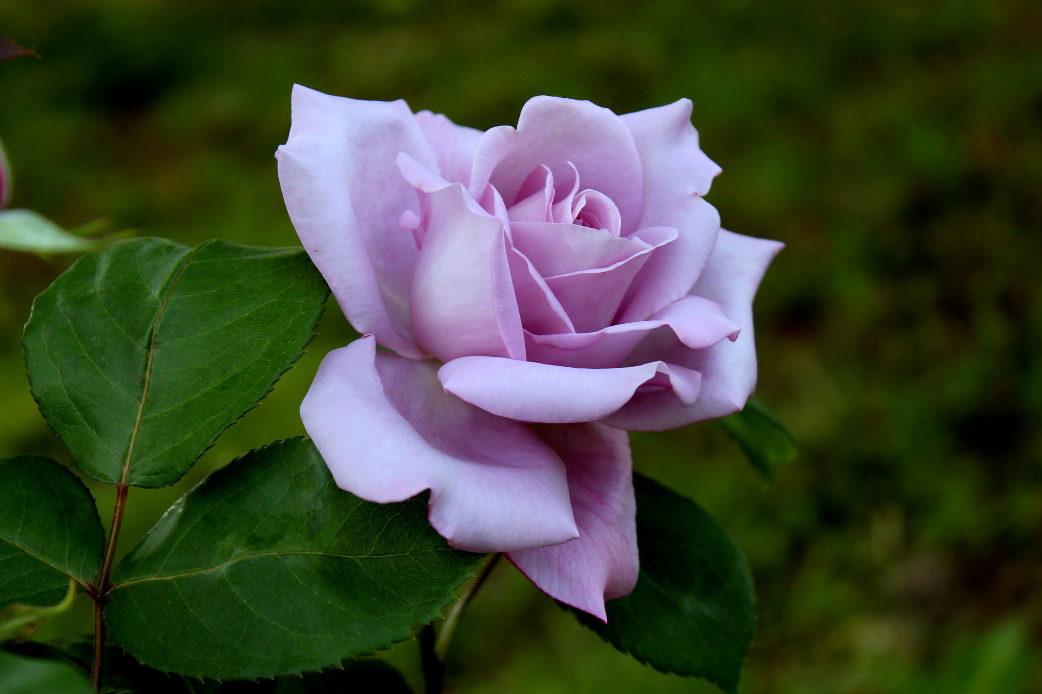 Wallpapers lonely rose flower arrangement flora on the desktop