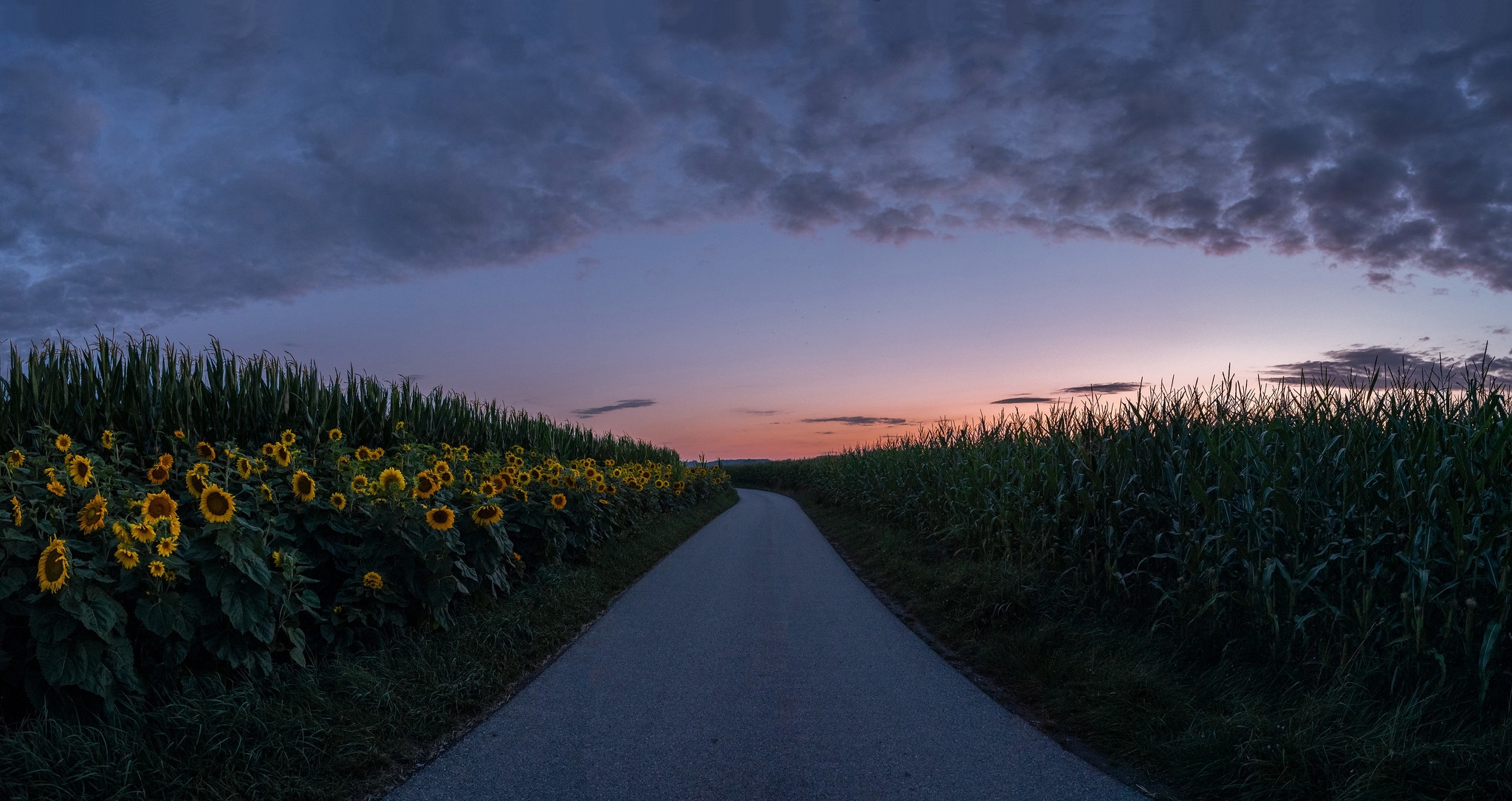 Free photo Night sunflowers floor