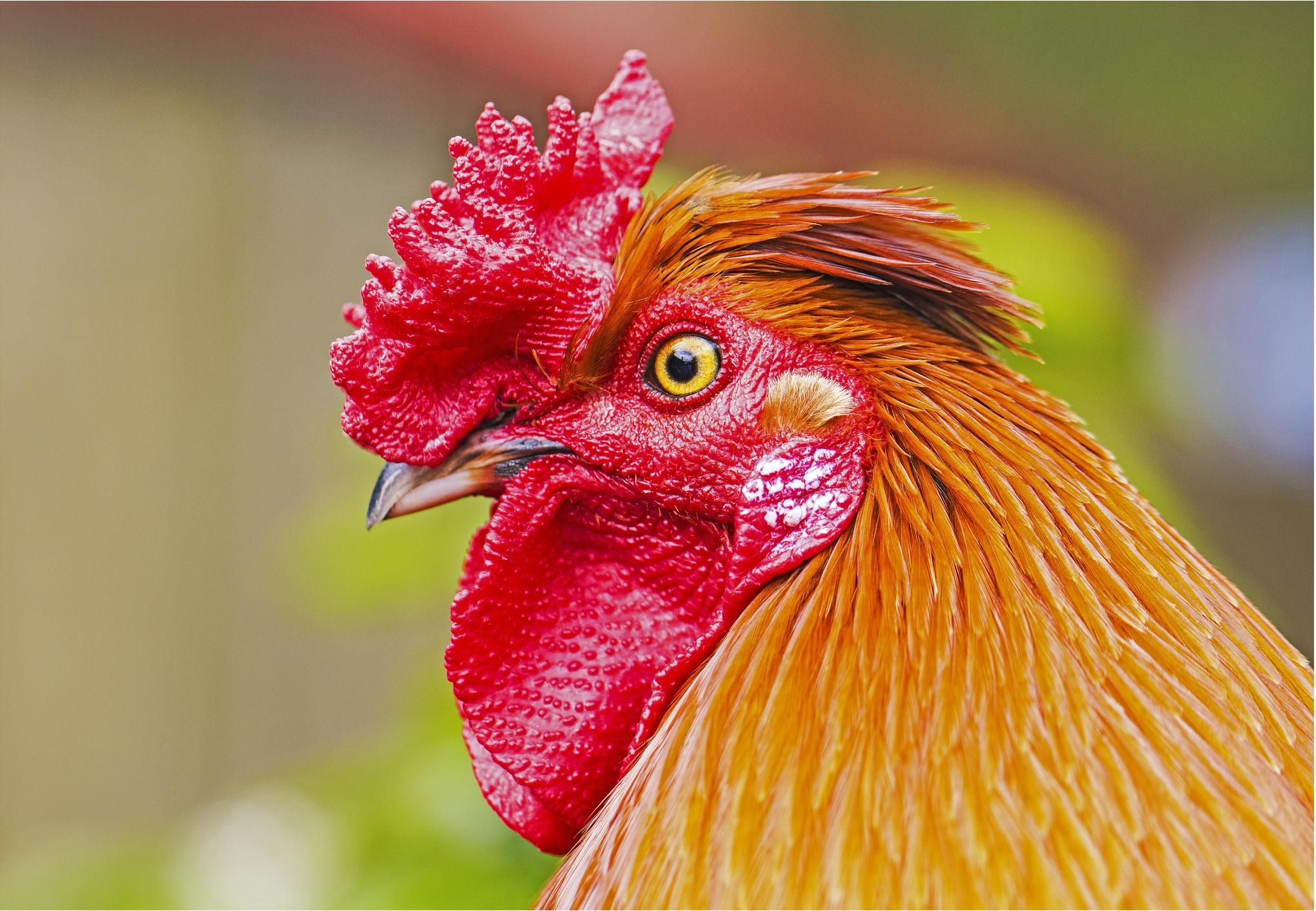 Free photo Orange Rooster