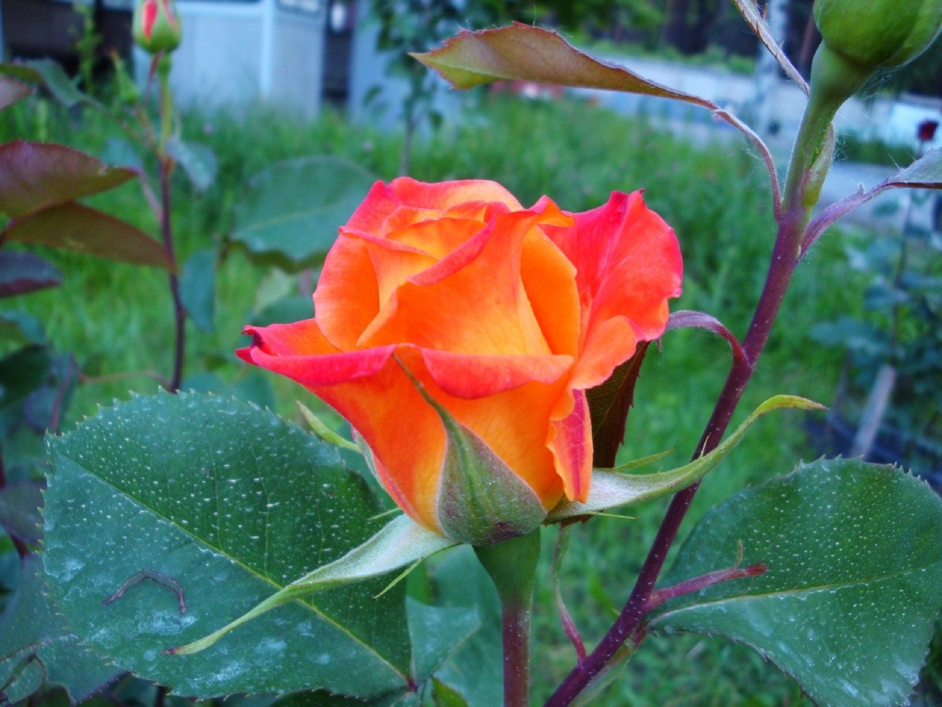 这是一朵美丽的玫瑰。