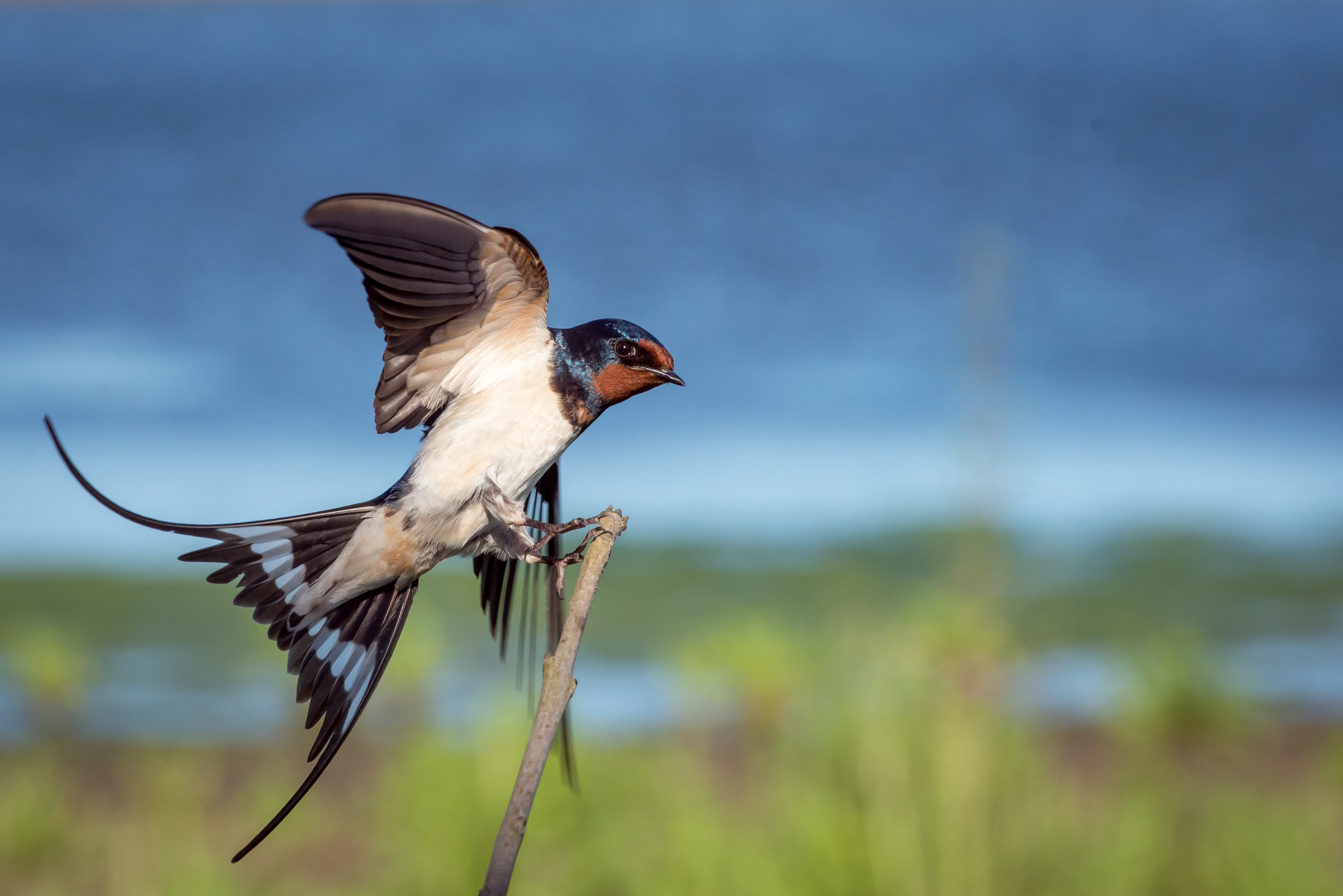 Free photo A bird sitting on a branch flapping its wings.