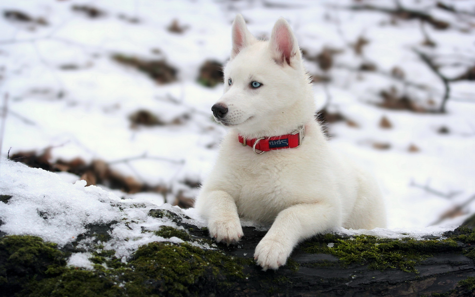 Wallpapers husky wool white on the desktop