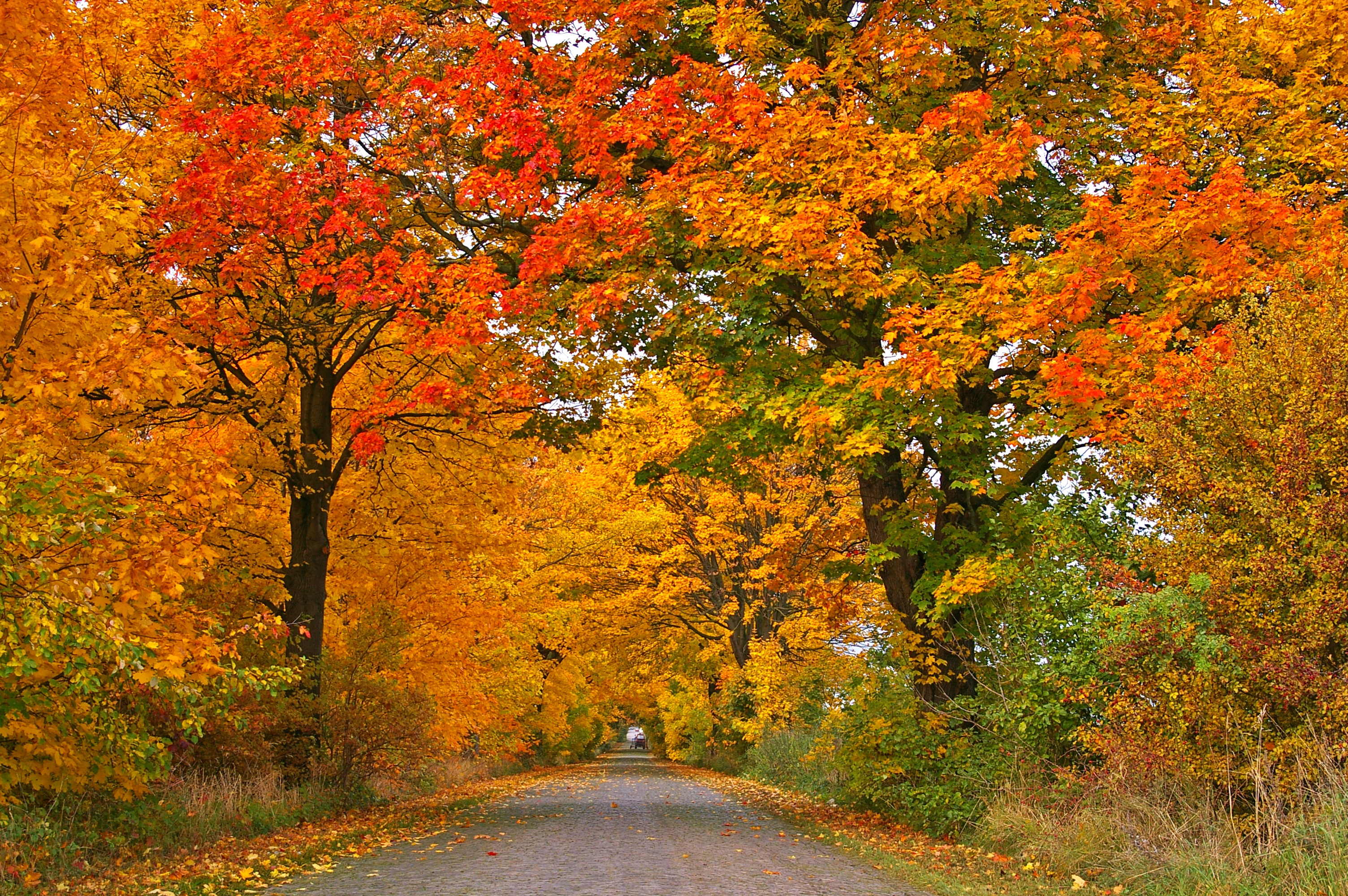 Free photo Trees in fall leaves