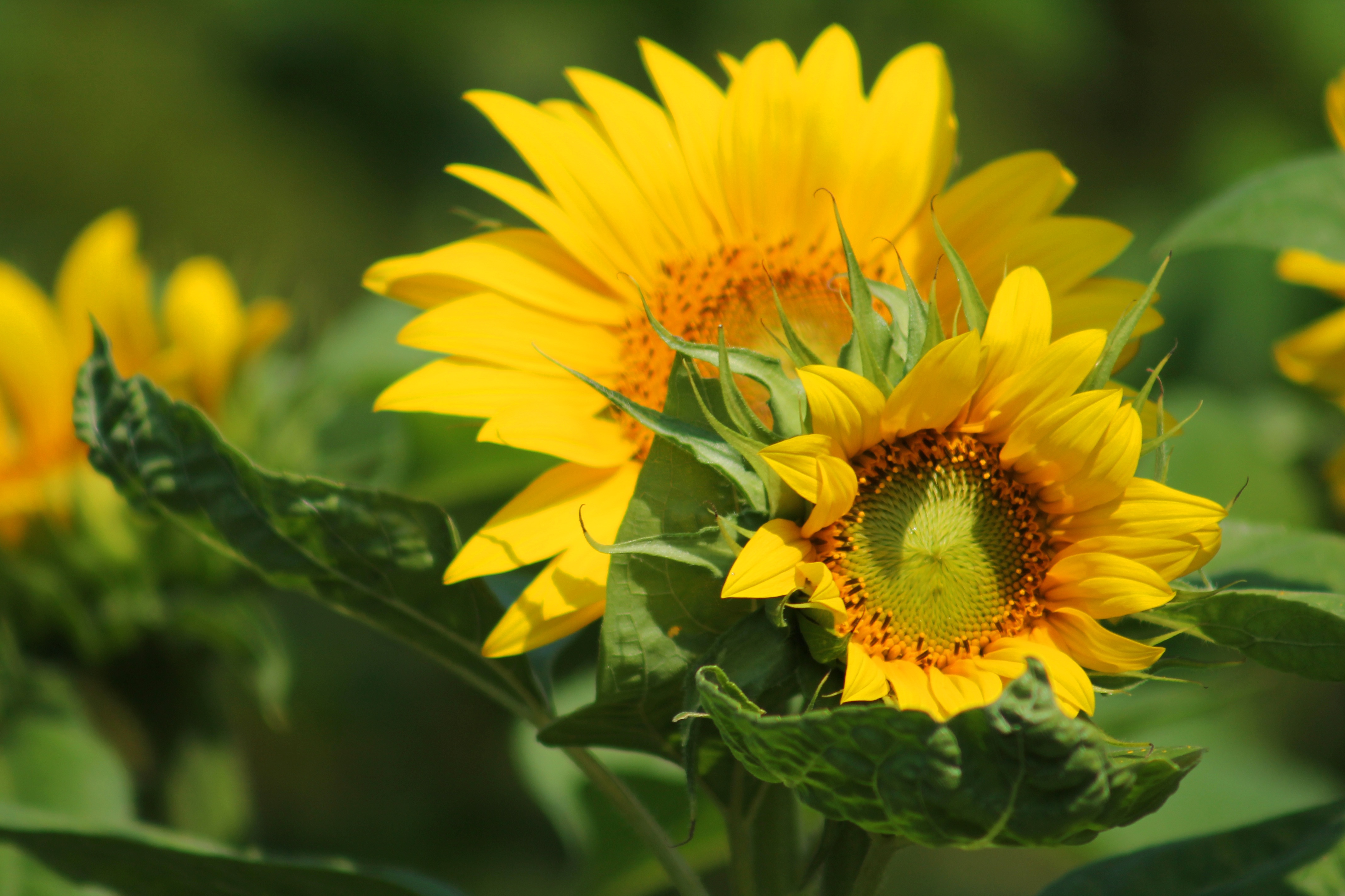 Free photo Sunflower bush