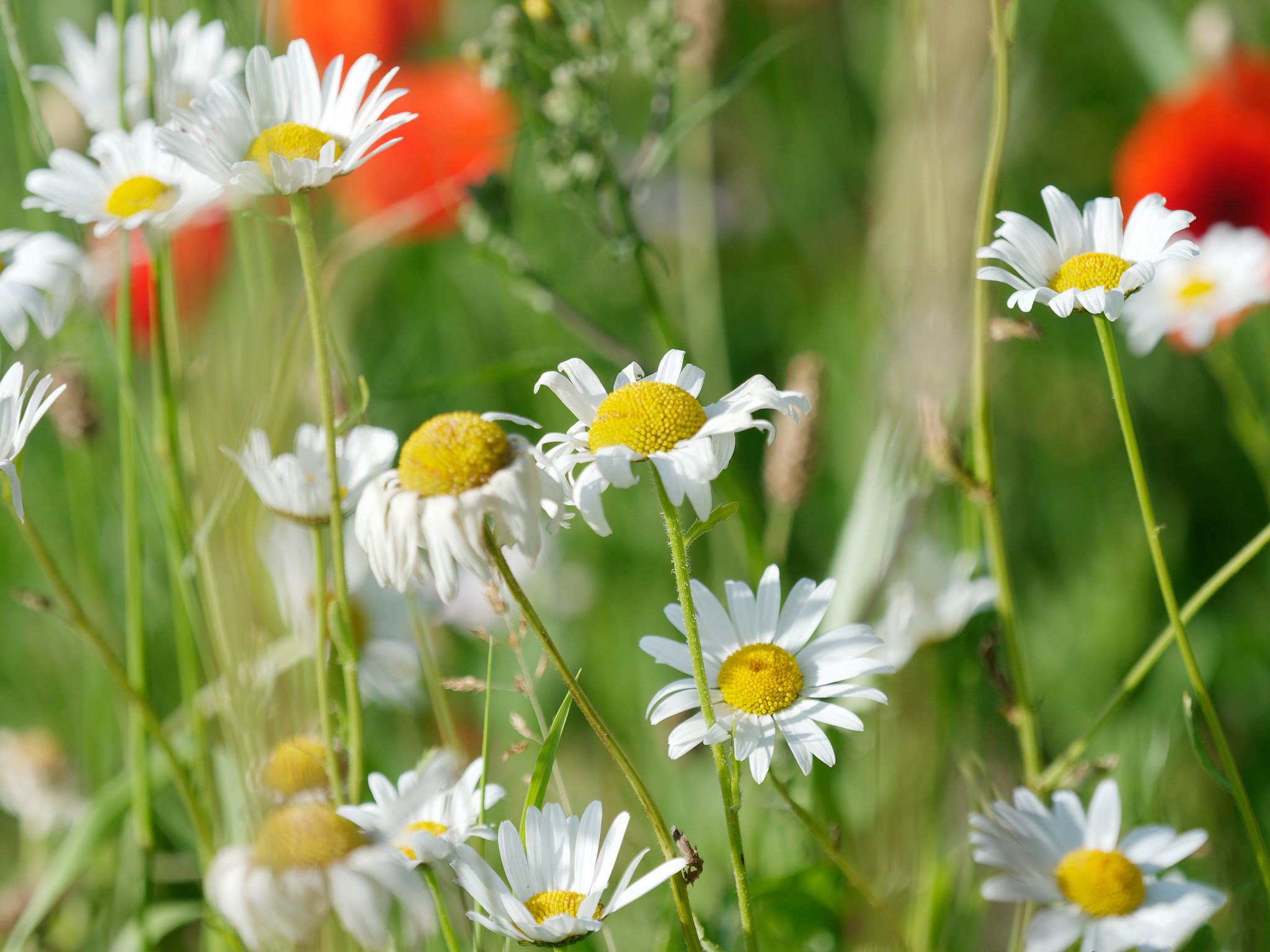 Wallpapers wildflowers flora field on the desktop